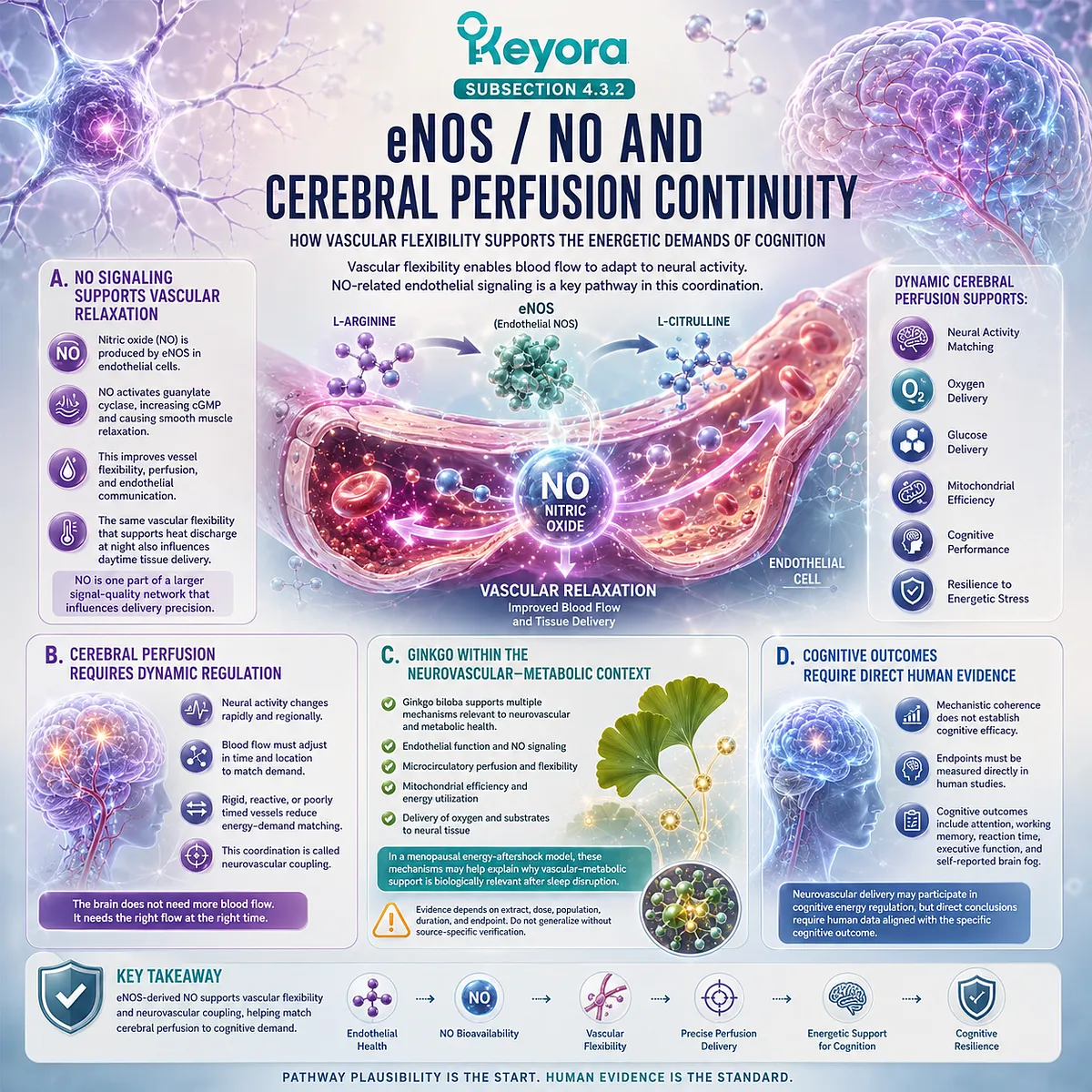 eNOS-NO signaling and cerebral perfusion continuity regulate neurovascular delivery precision during menopausal cognitive fatigue. eNOS-NO signaling and cerebral perfusion continuity regulate neurovascular delivery precision during menopausal cognitive fatigue.