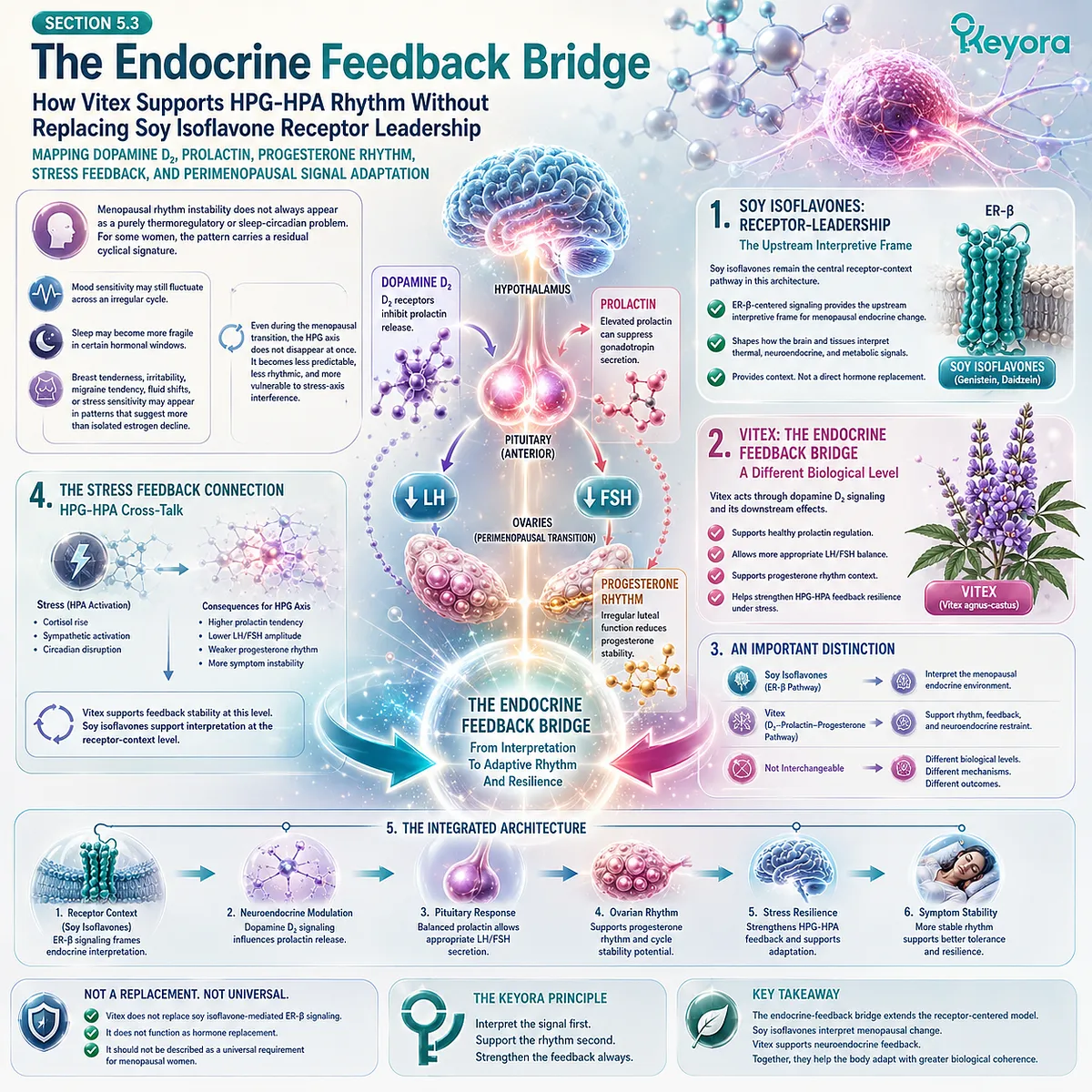 Vitex, dopamine D₂ signaling, and ER-β receptor coherence coordinate HPG-HPA feedback rhythm and neuroendocrine stress adaptation. Vitex, dopamine D₂ signaling, and ER-β receptor coherence coordinate HPG-HPA feedback rhythm and neuroendocrine stress adaptation.