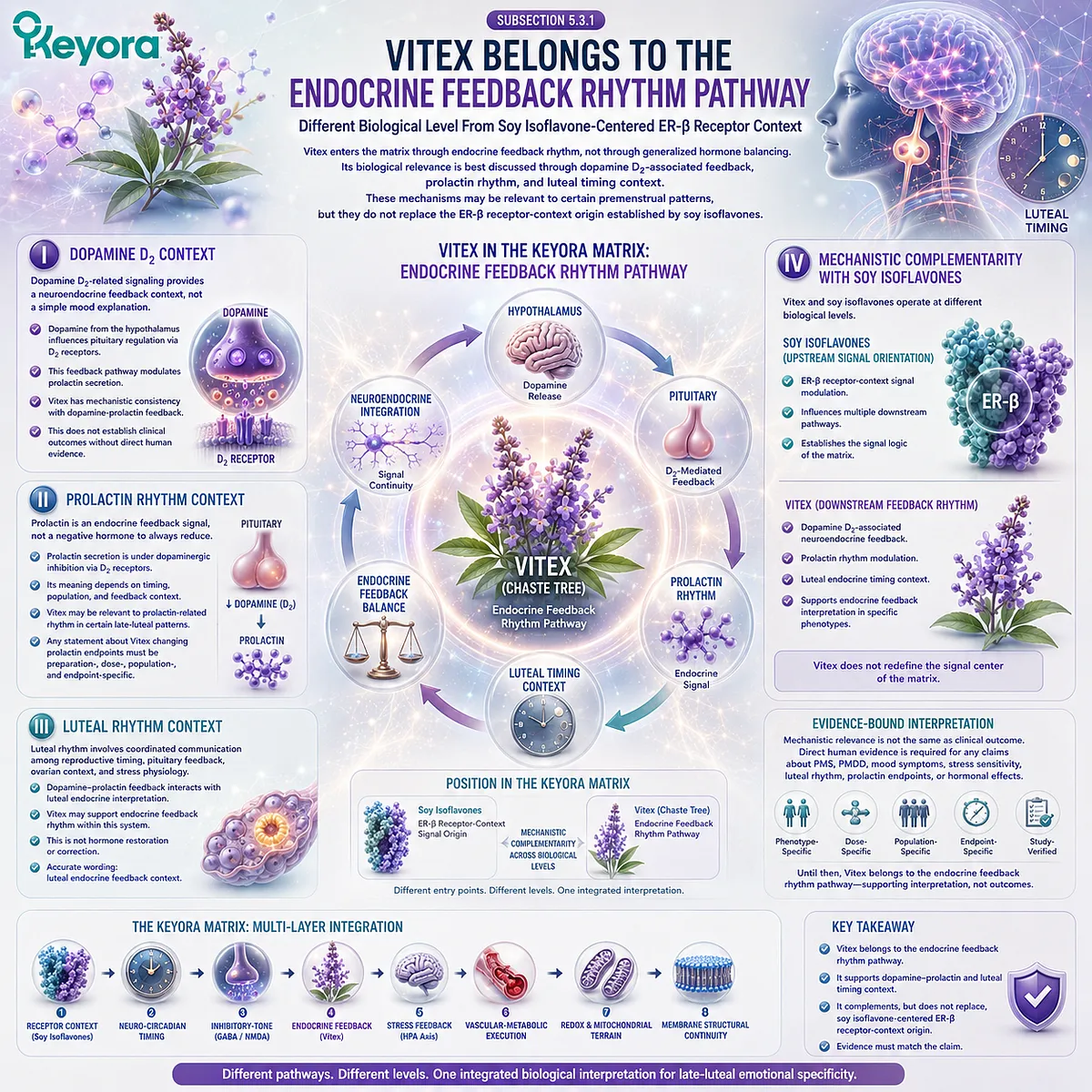 Vitex, dopamine D2 signaling, and prolactin rhythm support mapped to endocrine feedback within the Keyora Female Chrono-Nutrition Matrix Vitex, dopamine D2 signaling, and prolactin rhythm support mapped to endocrine feedback within the Keyora Female Chrono-Nutrition Matrix