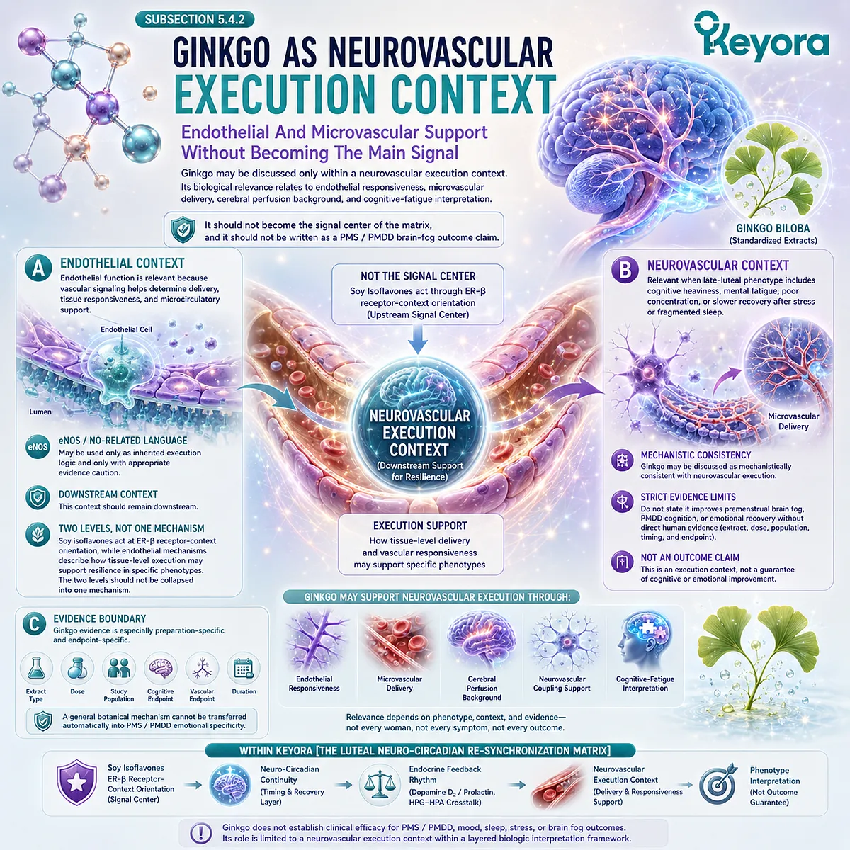 Ginkgo, neurovascular support, and cognitive fatigue pathways linked to endothelial function within the Keyora Neuro-Circadian Matrix Ginkgo, neurovascular support, and cognitive fatigue pathways linked to endothelial function within the Keyora Neuro-Circadian Matrix
