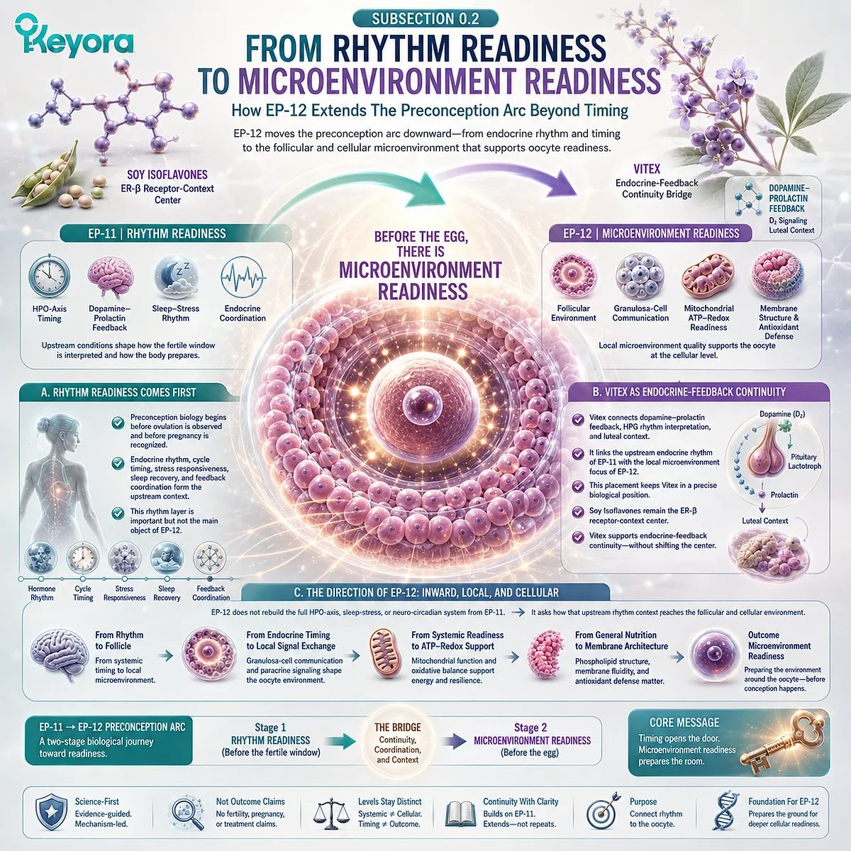 Preconception nutrition and fertility wellness linked from HPO rhythm readiness to oocyte microenvironment support, integrating ER-β signaling, mitochondrial redox balance, and the Keyora Oocyte Microenvironment Readiness Matrix. Preconception nutrition and fertility wellness linked from HPO rhythm readiness to oocyte microenvironment support, integrating ER-β signaling, mitochondrial redox balance, and the Keyora Oocyte Microenvironment Readiness Matrix.