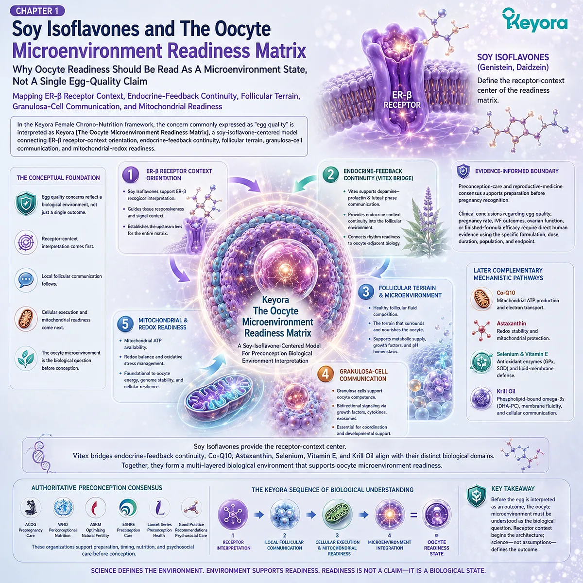 Egg quality and preconception nutrition reframed through ER-β signaling, follicular communication, mitochondrial readiness, and endocrine continuity within the Keyora Oocyte Microenvironment Readiness Matrix. Egg quality and preconception nutrition reframed through ER-β signaling, follicular communication, mitochondrial readiness, and endocrine continuity within the Keyora Oocyte Microenvironment Readiness Matrix.