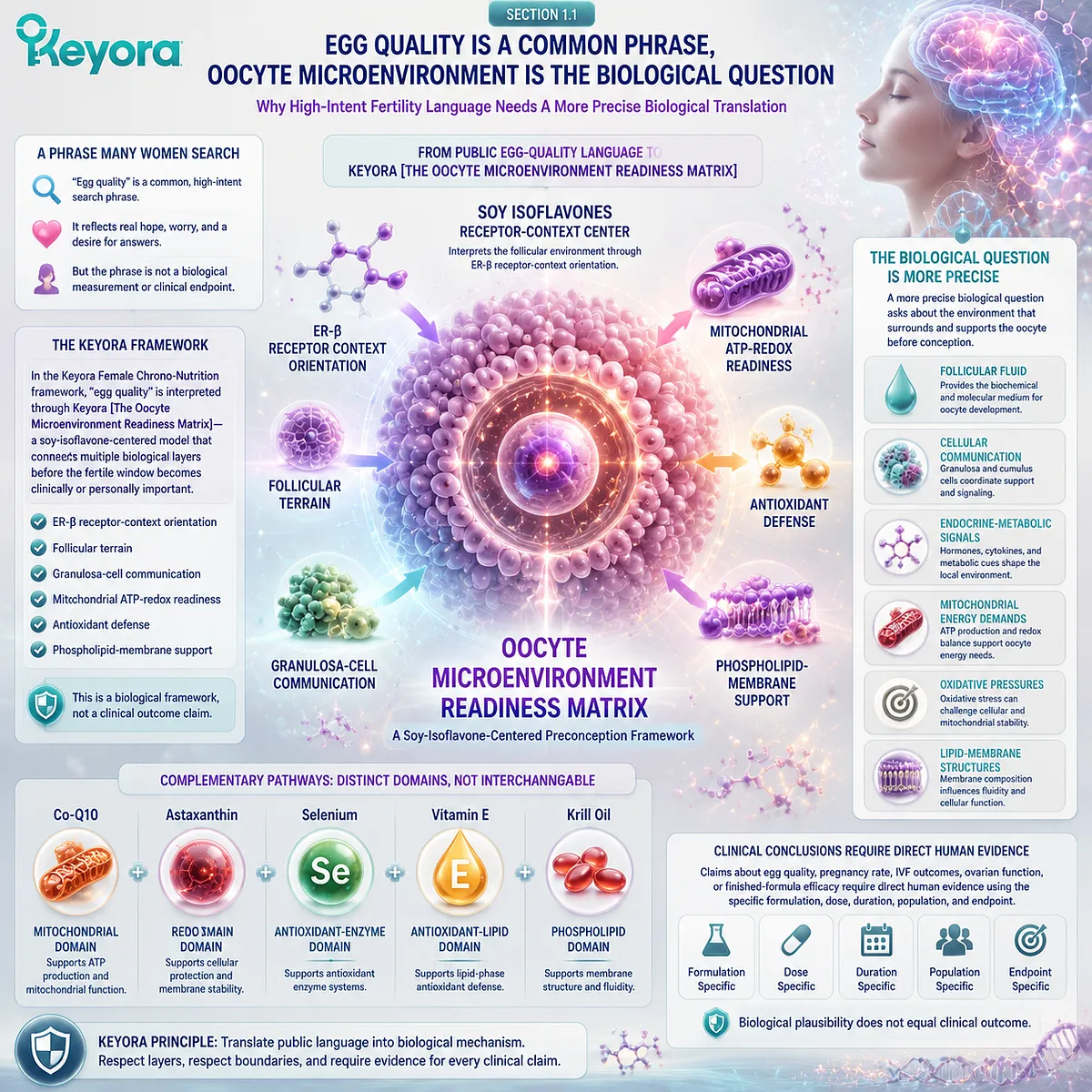 Egg quality and fertility wellness translated into oocyte microenvironment support through ER-β signaling, follicular communication, mitochondrial ATP-redox balance, and the Keyora Oocyte Microenvironment Readiness Matrix. Egg quality and fertility wellness translated into oocyte microenvironment support through ER-β signaling, follicular communication, mitochondrial ATP-redox balance, and the Keyora Oocyte Microenvironment Readiness Matrix.