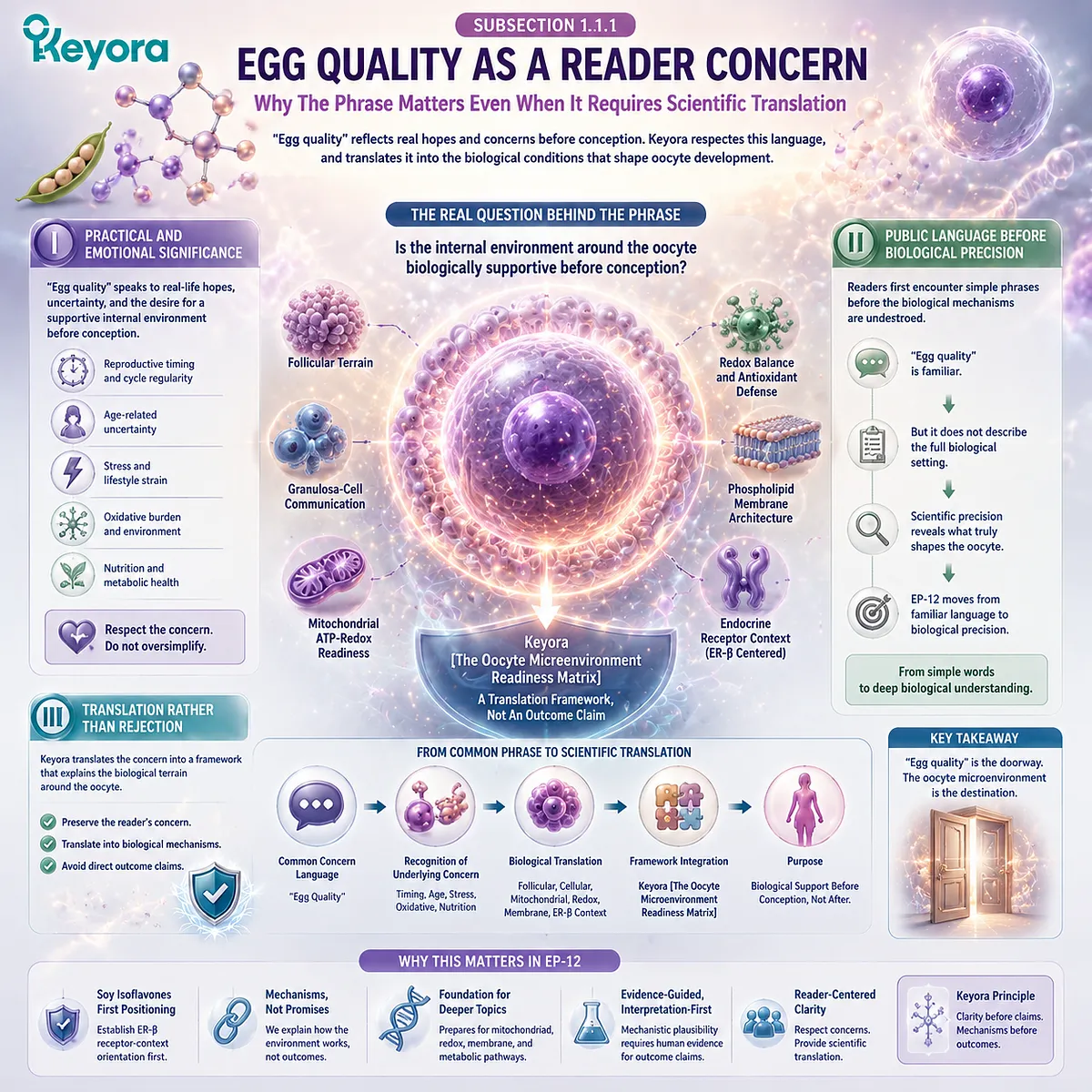 Egg quality concern reframed as oocyte microenvironment readiness, linking ER-β signaling, follicular communication, mitochondrial redox, and phospholipid support within the Keyora Oocyte Microenvironment Readiness Matrix. Egg quality concern reframed as oocyte microenvironment readiness, linking ER-β signaling, follicular communication, mitochondrial redox, and phospholipid support within the Keyora Oocyte Microenvironment Readiness Matrix.