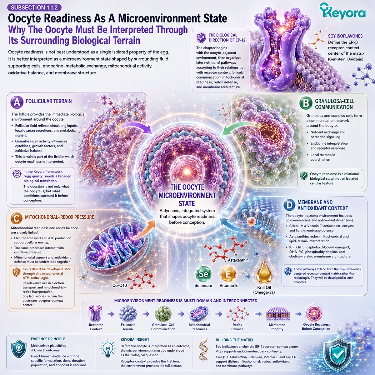 Fertility wellness and preconception support viewed through oocyte microenvironment readiness, integrating follicular terrain, granulosa-cell communication, mitochondrial redox balance, and ER-β signaling in the Keyora framework. Fertility wellness and preconception support viewed through oocyte microenvironment readiness, integrating follicular terrain, granulosa-cell communication, mitochondrial redox balance, and ER-β signaling in the Keyora framework.