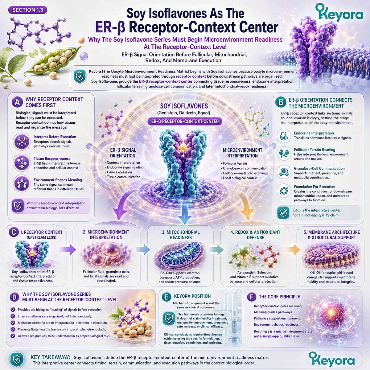 Preconception support centered on ER-β signaling, where Soy Isoflavones define receptor-context interpretation, guiding follicular communication, mitochondrial-redox readiness, and the Keyora Oocyte Microenvironment Readiness Matrix. Preconception support centered on ER-β signaling, where Soy Isoflavones define receptor-context interpretation, guiding follicular communication, mitochondrial-redox readiness, and the Keyora Oocyte Microenvironment Readiness Matrix.