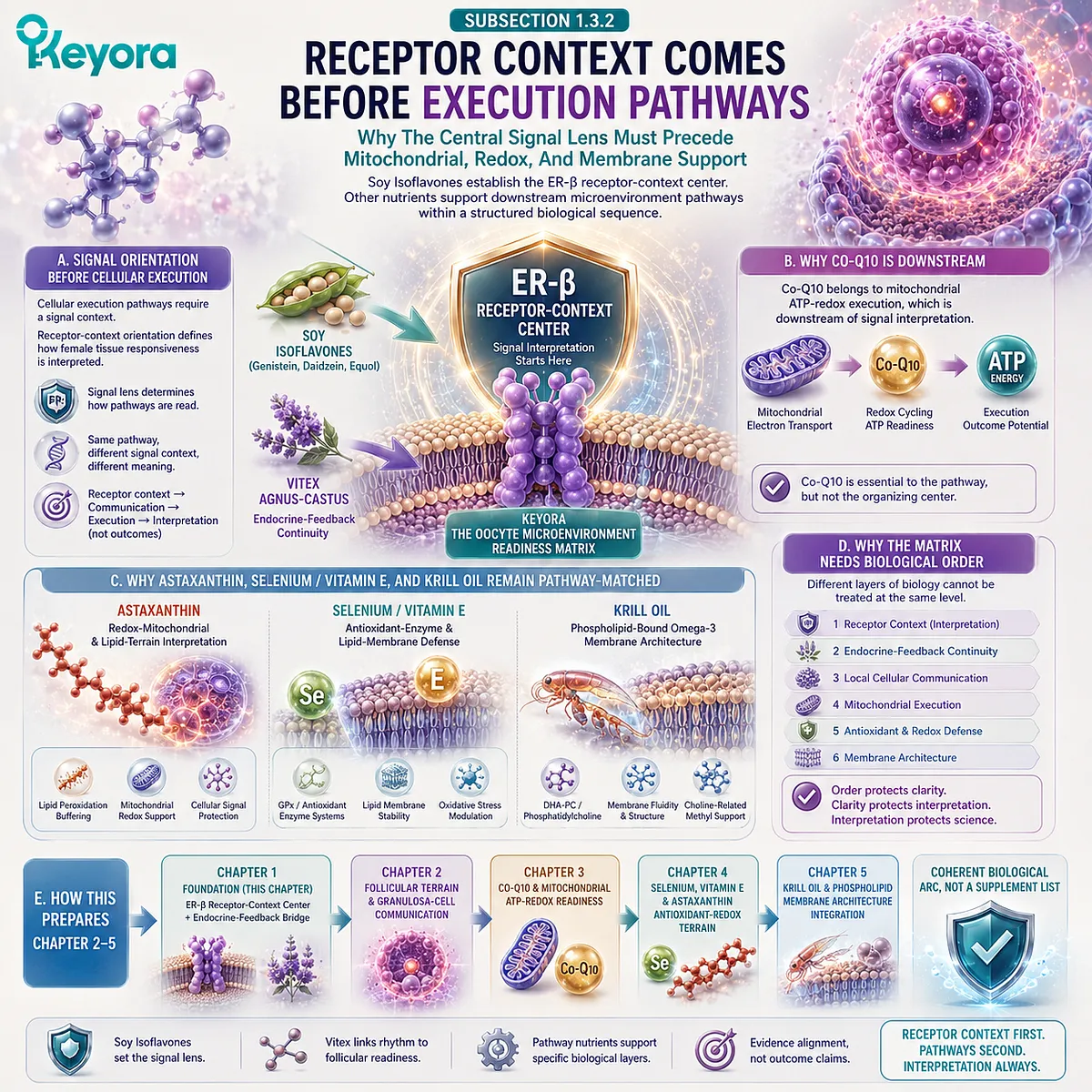 Preconception nutrition organized through ER-β signaling before mitochondrial ATP-redox support, antioxidant defense, and membrane architecture, defining the Keyora Oocyte Microenvironment Readiness Matrix. Preconception nutrition organized through ER-β signaling before mitochondrial ATP-redox support, antioxidant defense, and membrane architecture, defining the Keyora Oocyte Microenvironment Readiness Matrix.