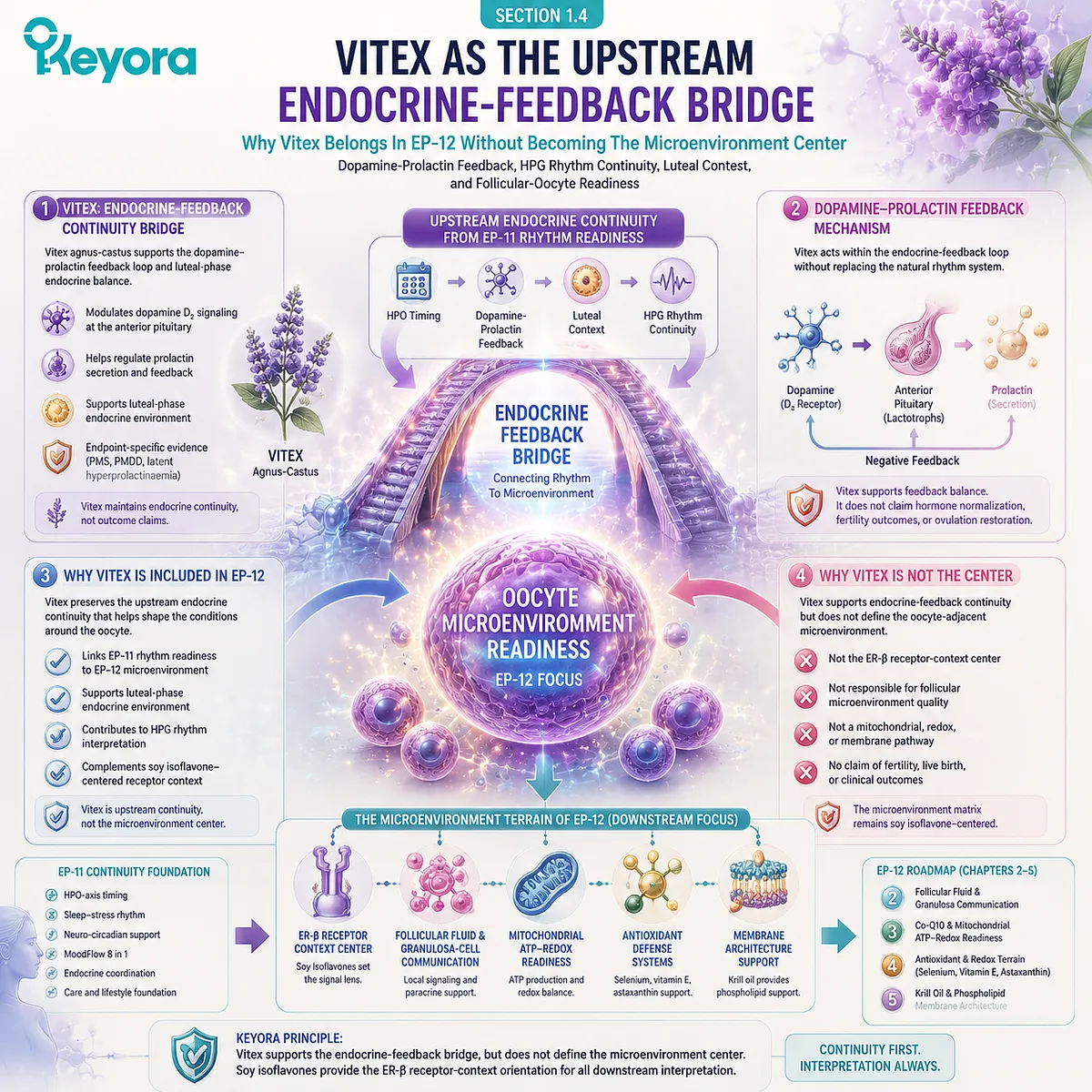 Preconception nutrition links dopamine-prolactin feedback, HPG rhythm continuity, and luteal context with oocyte microenvironment readiness, positioning Vitex as an endocrine bridge in the Keyora framework. Preconception nutrition links dopamine-prolactin feedback, HPG rhythm continuity, and luteal context with oocyte microenvironment readiness, positioning Vitex as an endocrine bridge in the Keyora framework.