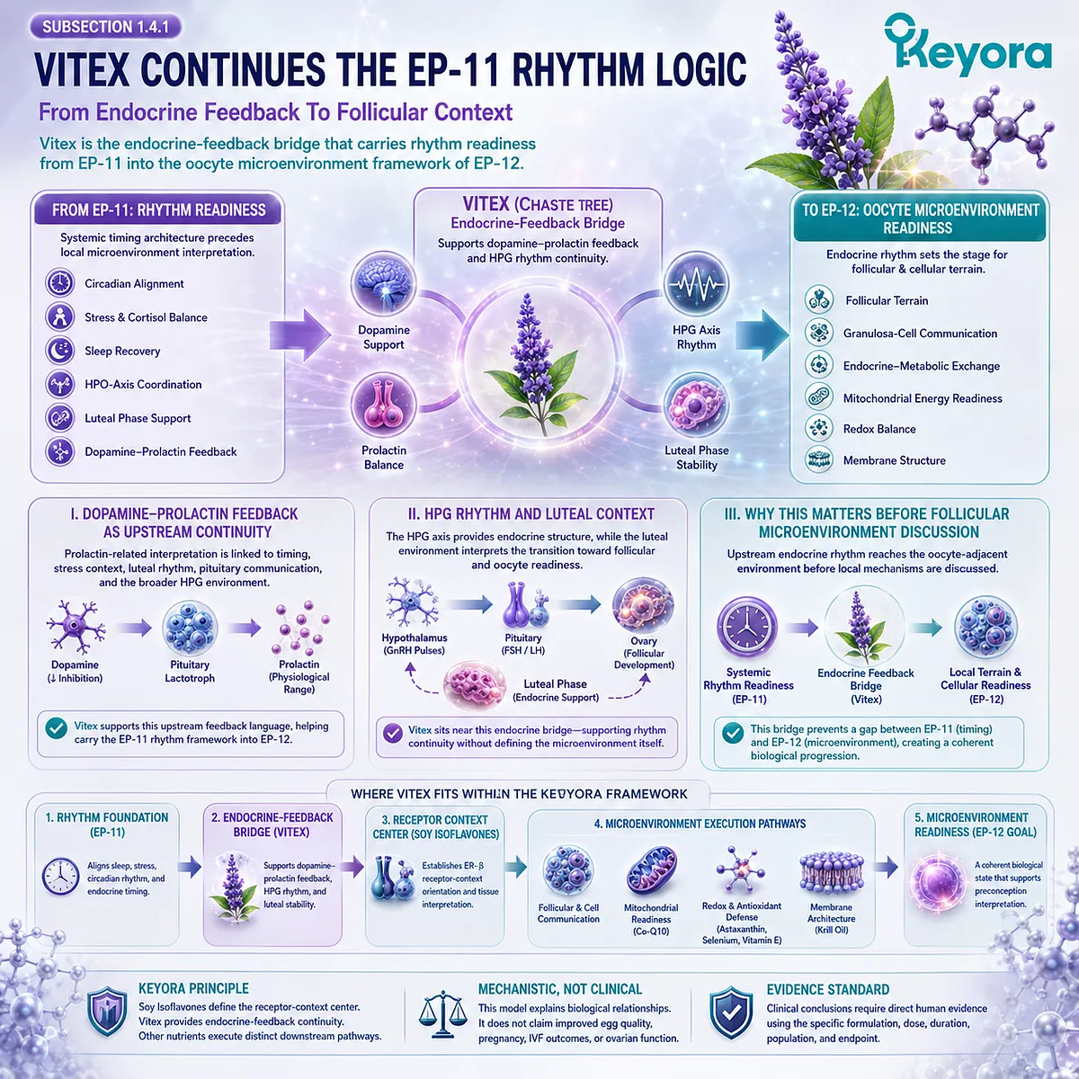 Preconception support linking dopamine-prolactin feedback, HPG rhythm, and luteal context to oocyte microenvironment readiness, with Vitex serving as the upstream endocrine-feedback bridge in the Keyora framework. Preconception support linking dopamine-prolactin feedback, HPG rhythm, and luteal context to oocyte microenvironment readiness, with Vitex serving as the upstream endocrine-feedback bridge in the Keyora framework.