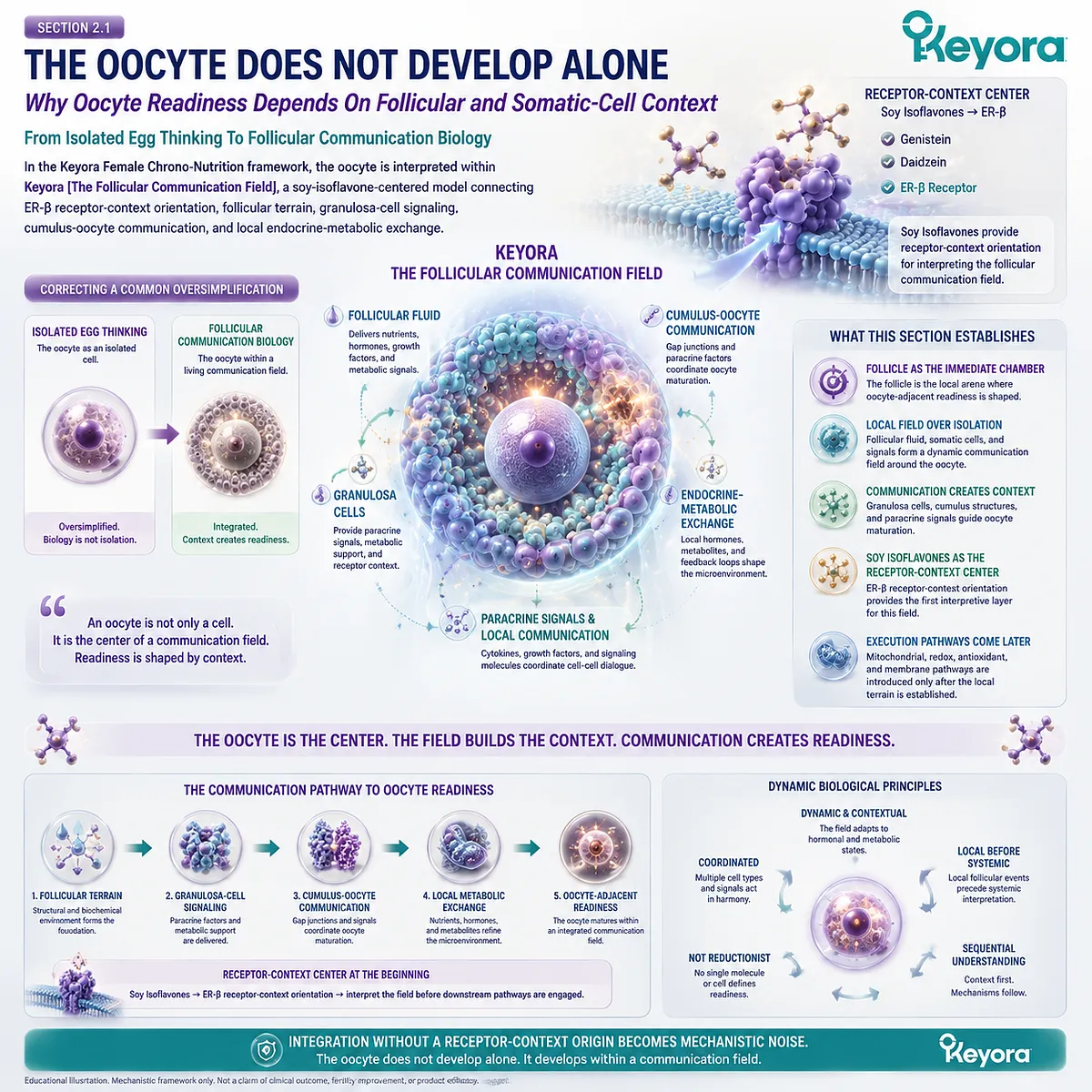 Soy isoflavones coordinate ER-β signaling, granulosa-cell and cumulus communication, and follicular fluid exchange, framing oocyte-adjacent readiness in the Keyora Follicular Communication Field. Soy isoflavones coordinate ER-β signaling, granulosa-cell and cumulus communication, and follicular fluid exchange, framing oocyte-adjacent readiness in the Keyora Follicular Communication Field.