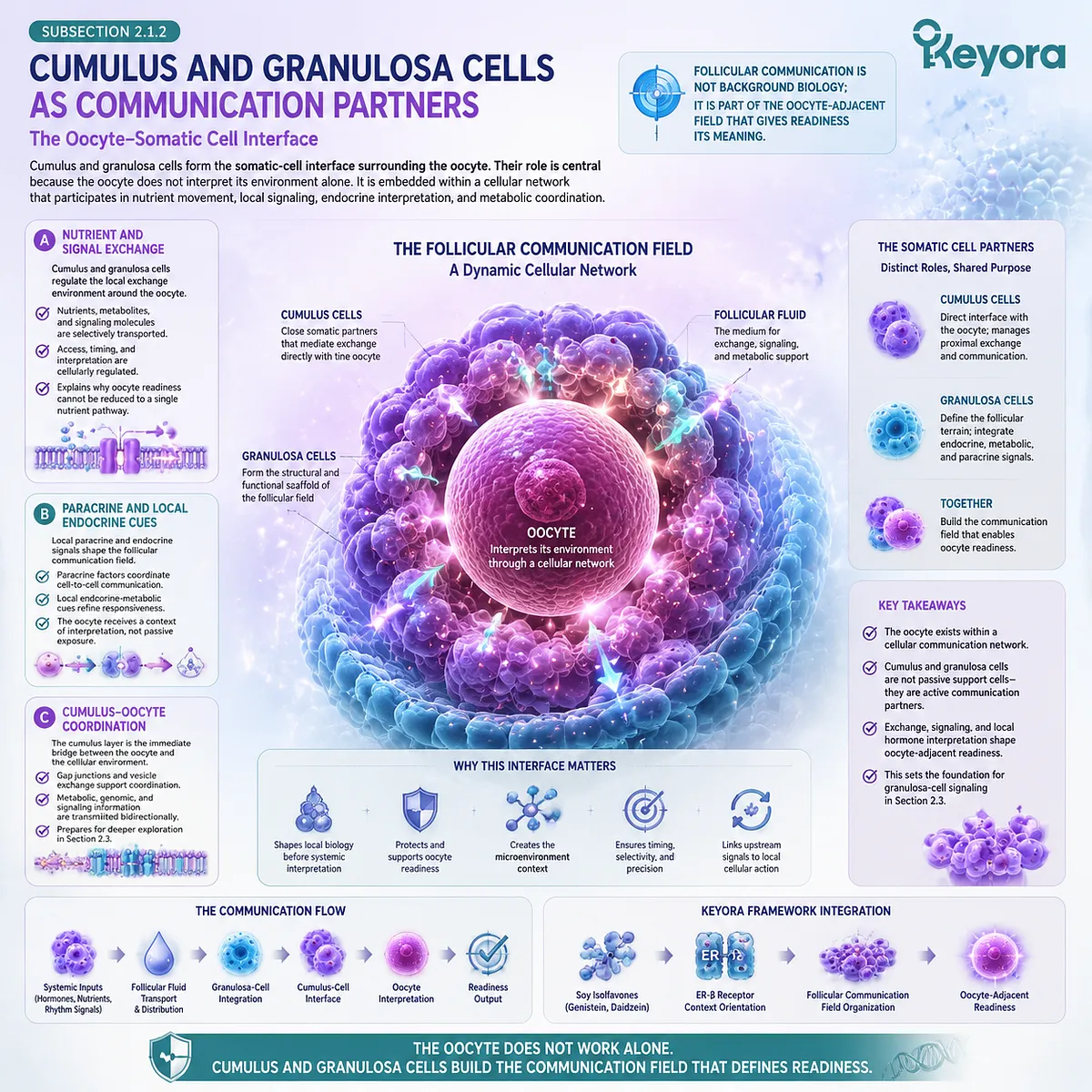 Soy isoflavones support ovarian microenvironment communication through ER-β signaling, granulosa-cell and cumulus-cell coordination, and nutrient exchange, framing oocyte readiness within the Keyora Follicular Communication Field. Soy isoflavones support ovarian microenvironment communication through ER-β signaling, granulosa-cell and cumulus-cell coordination, and nutrient exchange, framing oocyte readiness within the Keyora Follicular Communication Field.