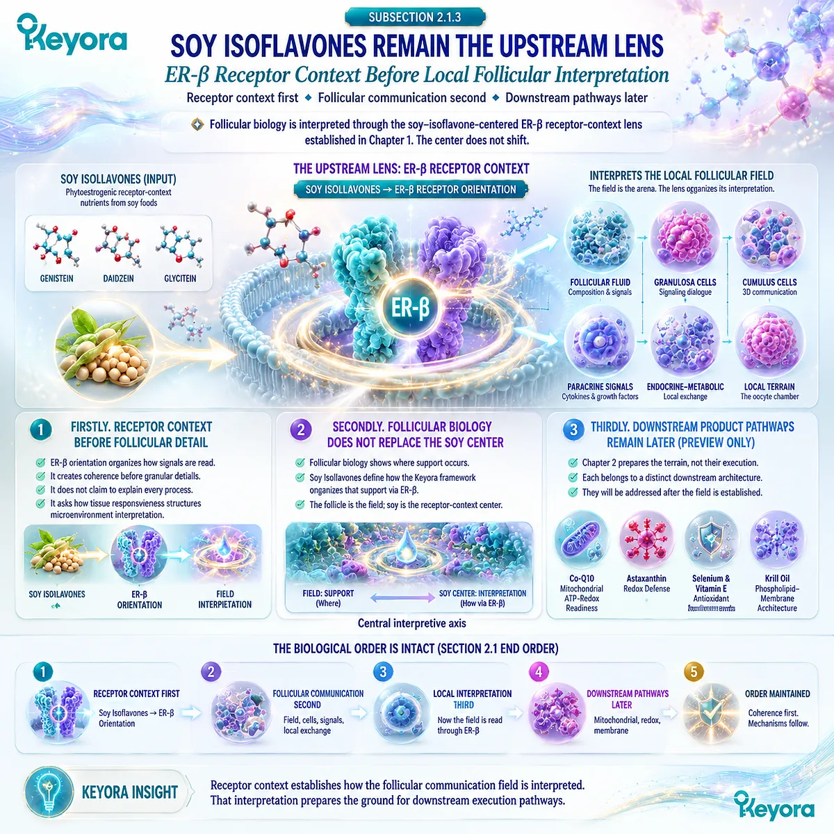 Soy isoflavones provide the ER-β receptor-context lens, organizing follicular fluid, granulosa-cell signaling, and local endocrine-metabolic exchange within the Keyora Follicular Communication Field. Soy isoflavones provide the ER-β receptor-context lens, organizing follicular fluid, granulosa-cell signaling, and local endocrine-metabolic exchange within the Keyora Follicular Communication Field.