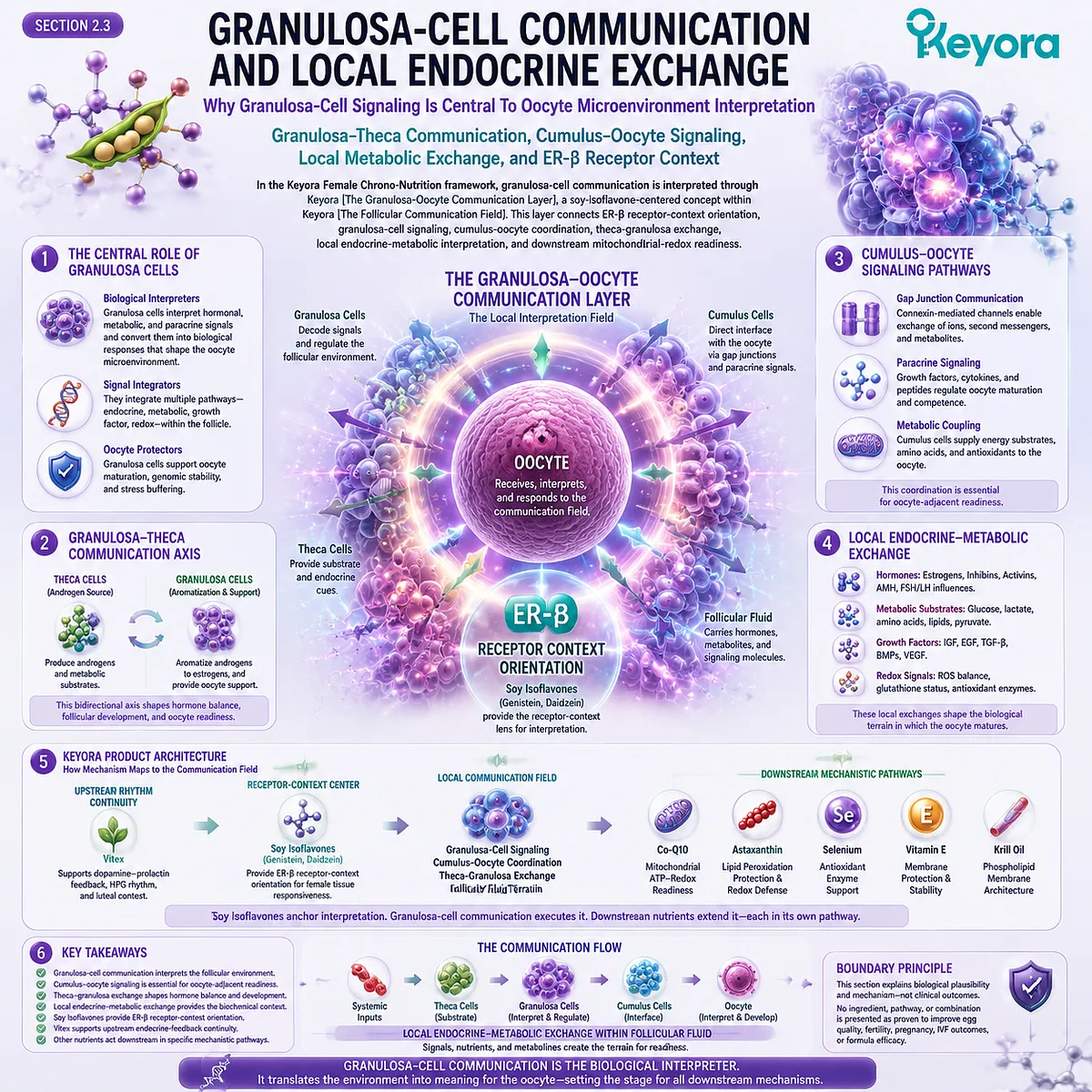 Soy isoflavones guide ER-β signaling in granulosa-cell and cumulus-oocyte communication, integrating local endocrine-metabolic exchange and oocyte-adjacent microenvironment in the Keyora Granulosa-Oocyte Communication Layer. Soy isoflavones guide ER-β signaling in granulosa-cell and cumulus-oocyte communication, integrating local endocrine-metabolic exchange and oocyte-adjacent microenvironment in the Keyora Granulosa-Oocyte Communication Layer.