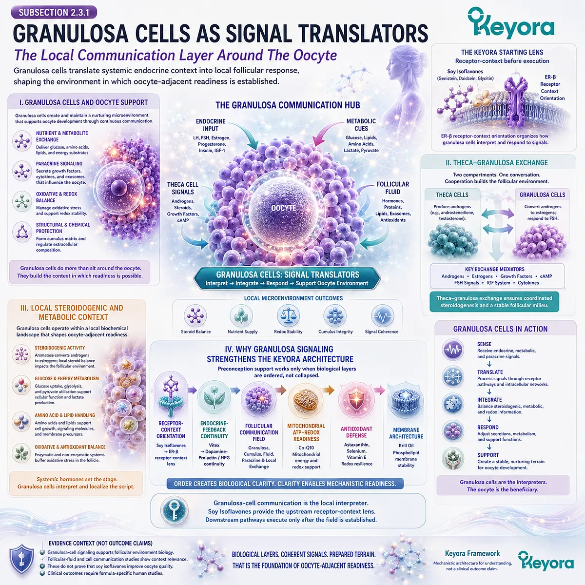 Soy isoflavones support ovarian microenvironment communication through ER-β signaling, granulosa-cell activity, theca-cell exchange, and local endocrine-metabolic coordination within the Keyora Granulosa-Oocyte Communication Layer. Soy isoflavones support ovarian microenvironment communication through ER-β signaling, granulosa-cell activity, theca-cell exchange, and local endocrine-metabolic coordination within the Keyora Granulosa-Oocyte Communication Layer.