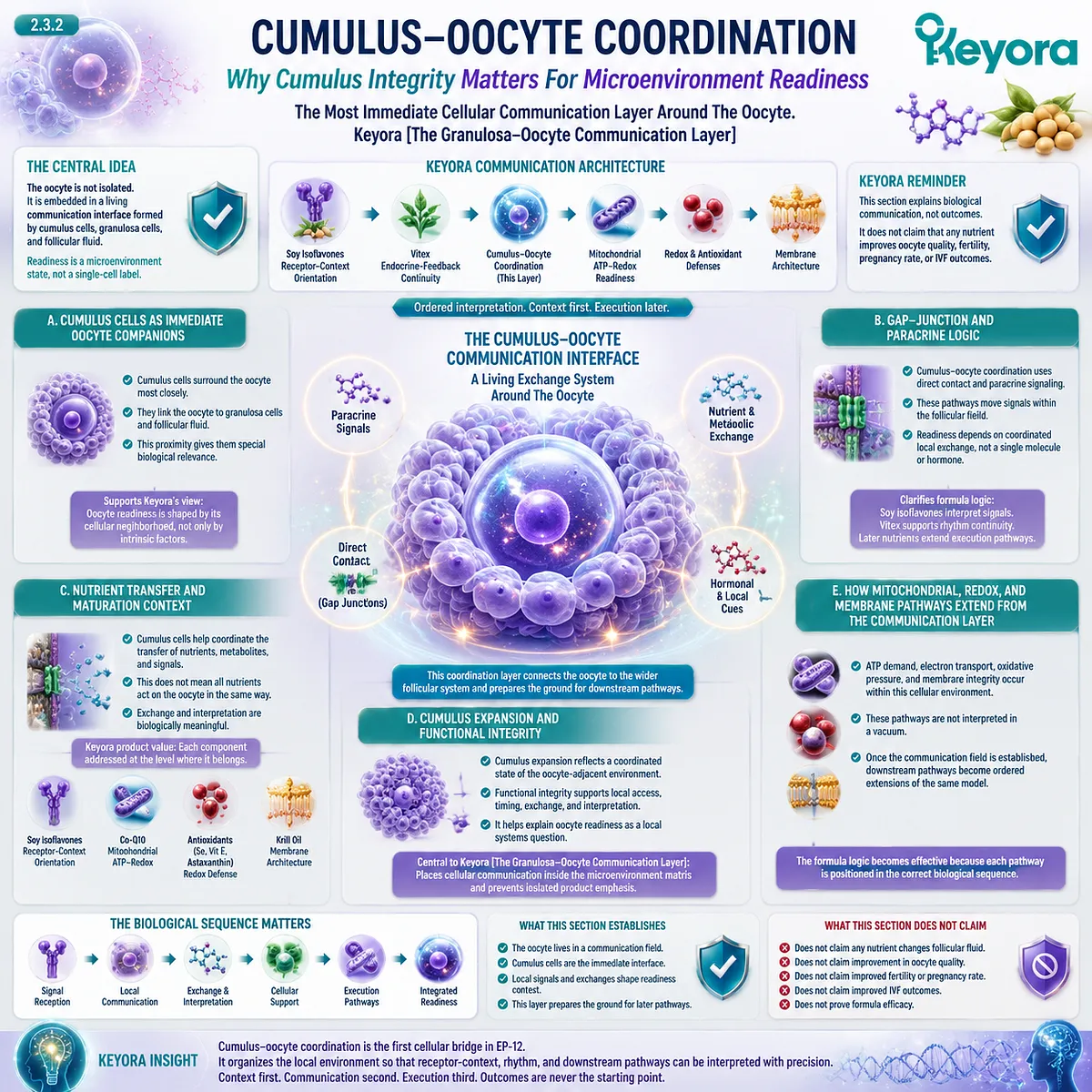 Soy isoflavones support ovarian microenvironment readiness through ER-β signaling, cumulus-oocyte communication, gap-junction exchange, and local nutrient coordination within the Keyora Granulosa-Oocyte Communication Layer. Soy isoflavones support ovarian microenvironment readiness through ER-β signaling, cumulus-oocyte communication, gap-junction exchange, and local nutrient coordination within the Keyora Granulosa-Oocyte Communication Layer.