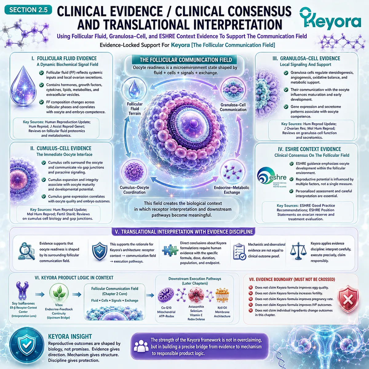 Soy isoflavones guide ER-β receptor-context interpretation within the follicular communication field, integrating granulosa-cell signaling, cumulus integrity, and local endocrine-metabolic exchange in the Keyora Follicular Communication Field. Soy isoflavones guide ER-β receptor-context interpretation within the follicular communication field, integrating granulosa-cell signaling, cumulus integrity, and local endocrine-metabolic exchange in the Keyora Follicular Communication Field.