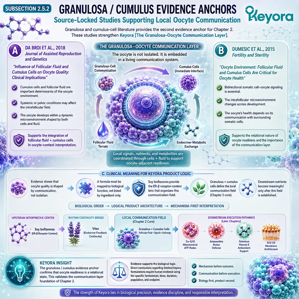Soy isoflavones support ovarian microenvironment communication through ER-β signaling, granulosa-cell and cumulus-cell coordination, and local oocyte signaling within the Keyora Granulosa-Oocyte Communication Layer. Soy isoflavones support ovarian microenvironment communication through ER-β signaling, granulosa-cell and cumulus-cell coordination, and local oocyte signaling within the Keyora Granulosa-Oocyte Communication Layer.