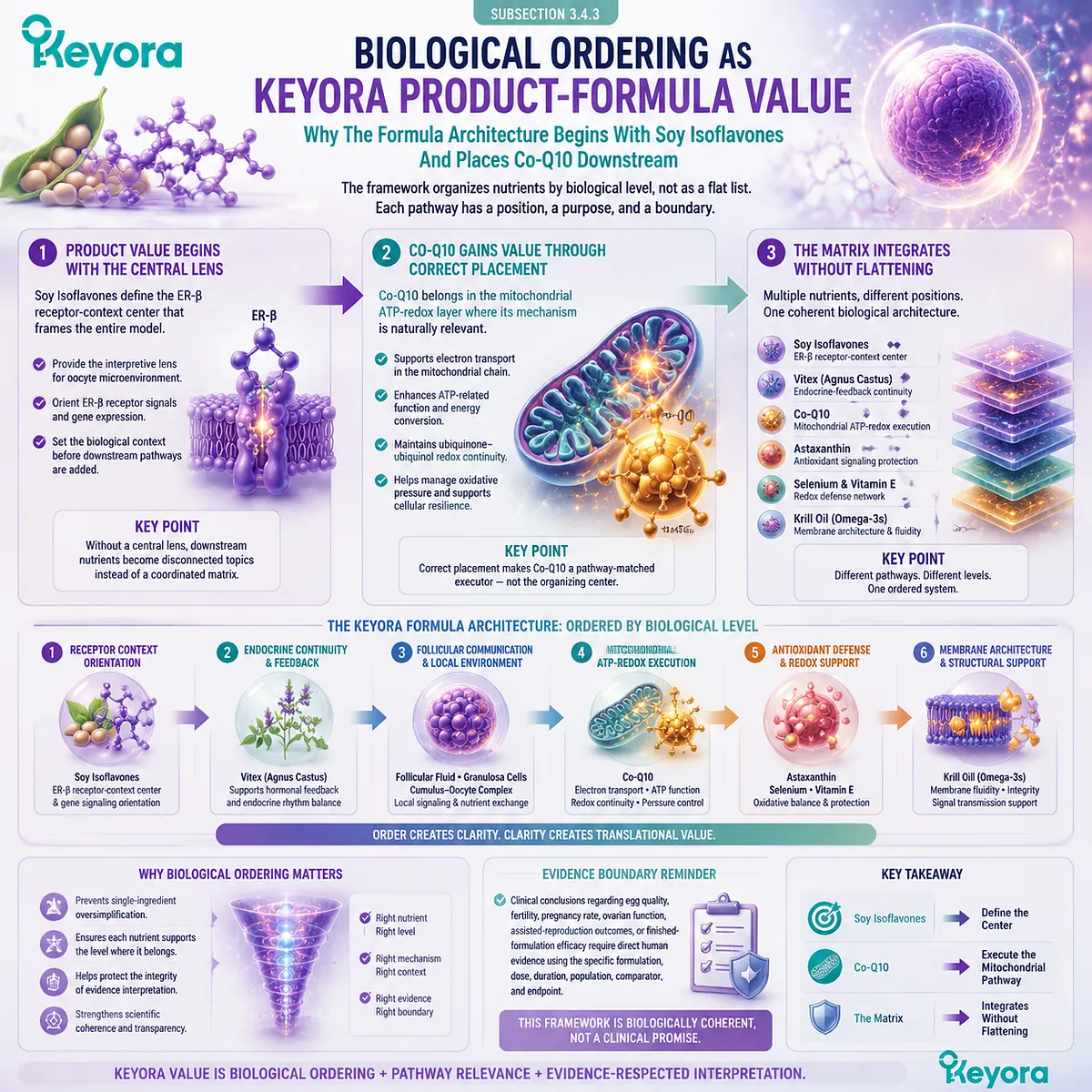 Keyora formula architecture begins with soy isoflavones as the ER-β receptor-context center, placing Co-Q10 downstream in the mitochondrial ATP-redox layer to support energy transfer, electron flow, and redox continuity within the oocyte microenvironment. Keyora formula architecture begins with soy isoflavones as the ER-β receptor-context center, placing Co-Q10 downstream in the mitochondrial ATP-redox layer to support energy transfer, electron flow, and redox continuity within the oocyte microenvironment.