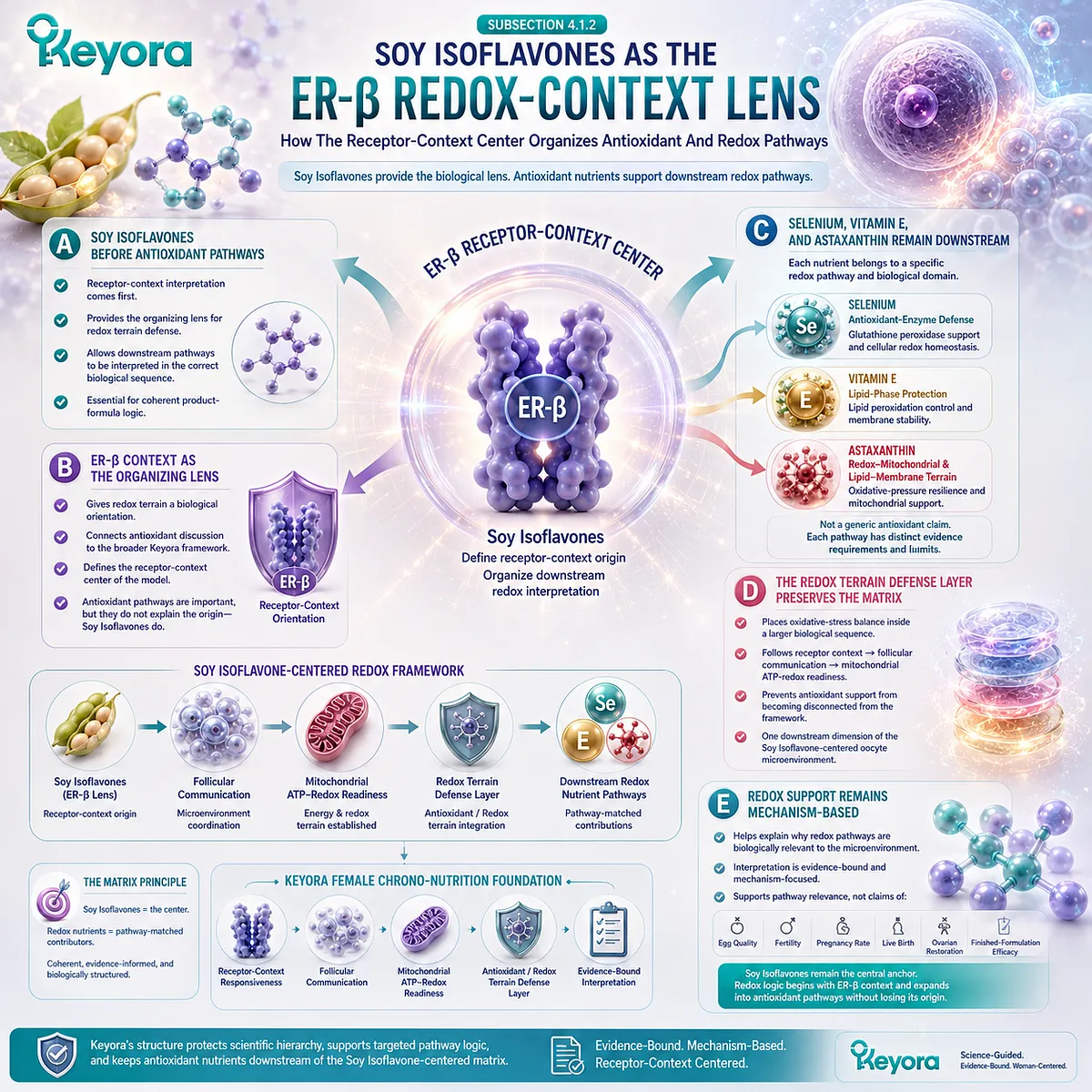 Soy isoflavones and hormone balance support framework showing ER-β signaling as the receptor-context lens that organizes antioxidant defense, mitochondrial redox balance, and ovarian microenvironment pathways within the Keyora Antioxidant/Redox Terrain Defense Layer. Soy isoflavones and hormone balance support framework showing ER-β signaling as the receptor-context lens that organizes antioxidant defense, mitochondrial redox balance, and ovarian microenvironment pathways within the Keyora Antioxidant/Redox Terrain Defense Layer.