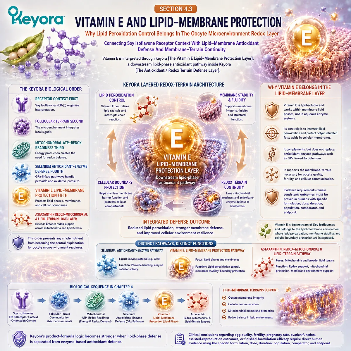 Vitamin E support and fertility wellness framework showing lipid membrane protection, lipid peroxidation balance, antioxidant defense, and ER-β signaling coordination within the Keyora Vitamin E Lipid-Membrane Protection Layer. Vitamin E support and fertility wellness framework showing lipid membrane protection, lipid peroxidation balance, antioxidant defense, and ER-β signaling coordination within the Keyora Vitamin E Lipid-Membrane Protection Layer.