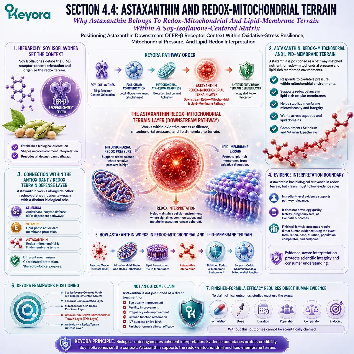 Astaxanthin support and fertility wellness framework linking mitochondrial redox balance, oxidative stress resilience, lipid membrane protection, and ER-β signaling within the Keyora Astaxanthin Redox-Mitochondrial Terrain Layer. Astaxanthin support and fertility wellness framework linking mitochondrial redox balance, oxidative stress resilience, lipid membrane protection, and ER-β signaling within the Keyora Astaxanthin Redox-Mitochondrial Terrain Layer.