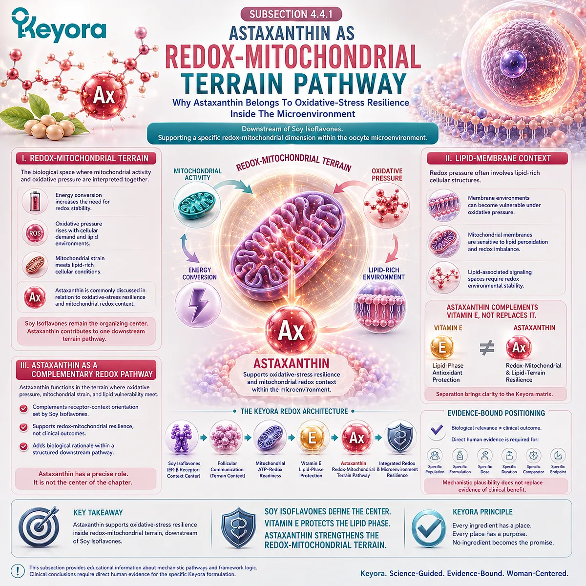Astaxanthin support and preconception nutrition framework illustrating mitochondrial redox balance, oxidative stress resilience, lipid membrane stability, and ER-β signaling coordination within the Keyora Astaxanthin Redox-Mitochondrial Terrain Layer. Astaxanthin support and preconception nutrition framework illustrating mitochondrial redox balance, oxidative stress resilience, lipid membrane stability, and ER-β signaling coordination within the Keyora Astaxanthin Redox-Mitochondrial Terrain Layer.