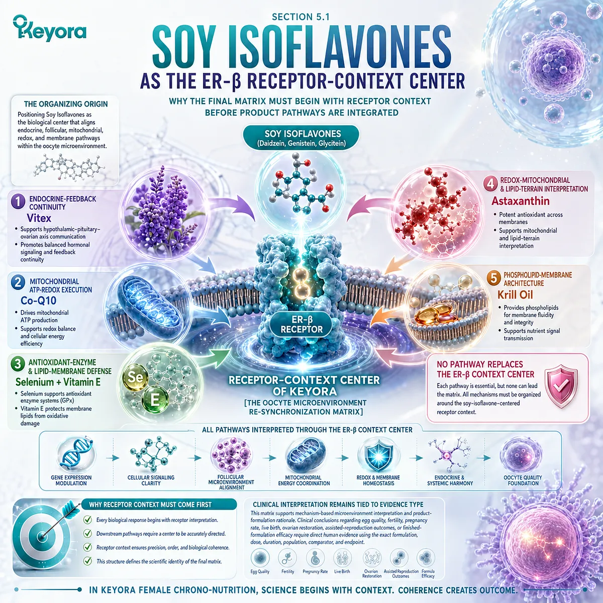 Soy isoflavones and fertility wellness interpreted through ER-β signaling, endocrine coordination, mitochondrial support, antioxidant defense, and the Keyora Oocyte Microenvironment Re-Synchronization Matrix. Soy isoflavones and fertility wellness interpreted through ER-β signaling, endocrine coordination, mitochondrial support, antioxidant defense, and the Keyora Oocyte Microenvironment Re-Synchronization Matrix.