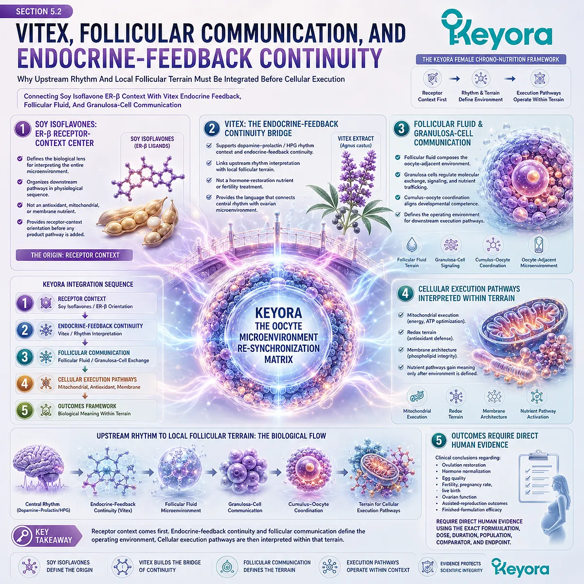 Preconception nutrition and fertility wellness linked through ER-β signaling, endocrine-feedback continuity, follicular communication, and granulosa-cell coordination within the Keyora Oocyte Microenvironment Re-Synchronization Matrix. Preconception nutrition and fertility wellness linked through ER-β signaling, endocrine-feedback continuity, follicular communication, and granulosa-cell coordination within the Keyora Oocyte Microenvironment Re-Synchronization Matrix.