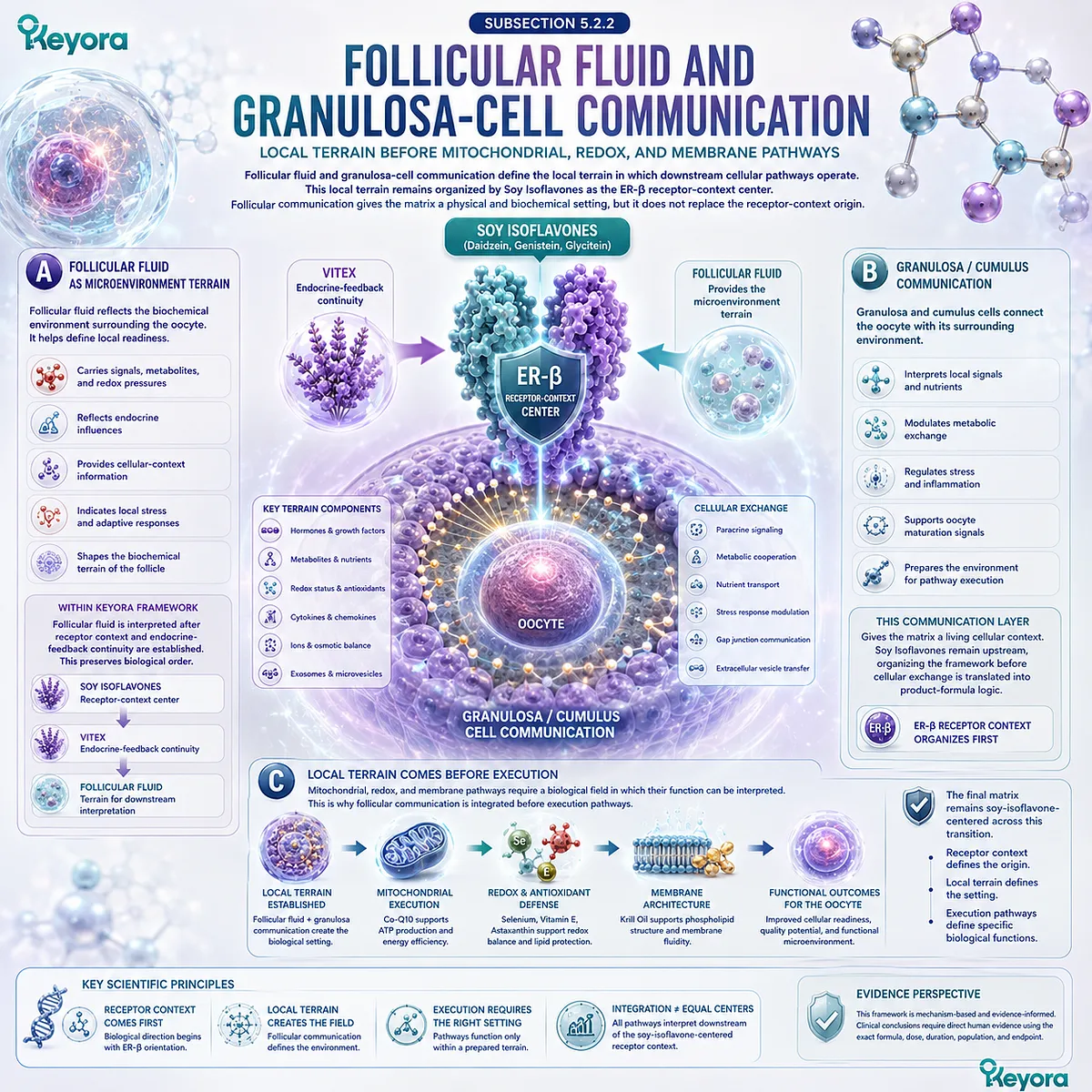 Fertility wellness and preconception nutrition explained through follicular fluid, granulosa-cell communication, ER-β signaling, and ovarian microenvironment organization within the Keyora Oocyte Microenvironment Re-Synchronization Matrix. Fertility wellness and preconception nutrition explained through follicular fluid, granulosa-cell communication, ER-β signaling, and ovarian microenvironment organization within the Keyora Oocyte Microenvironment Re-Synchronization Matrix.