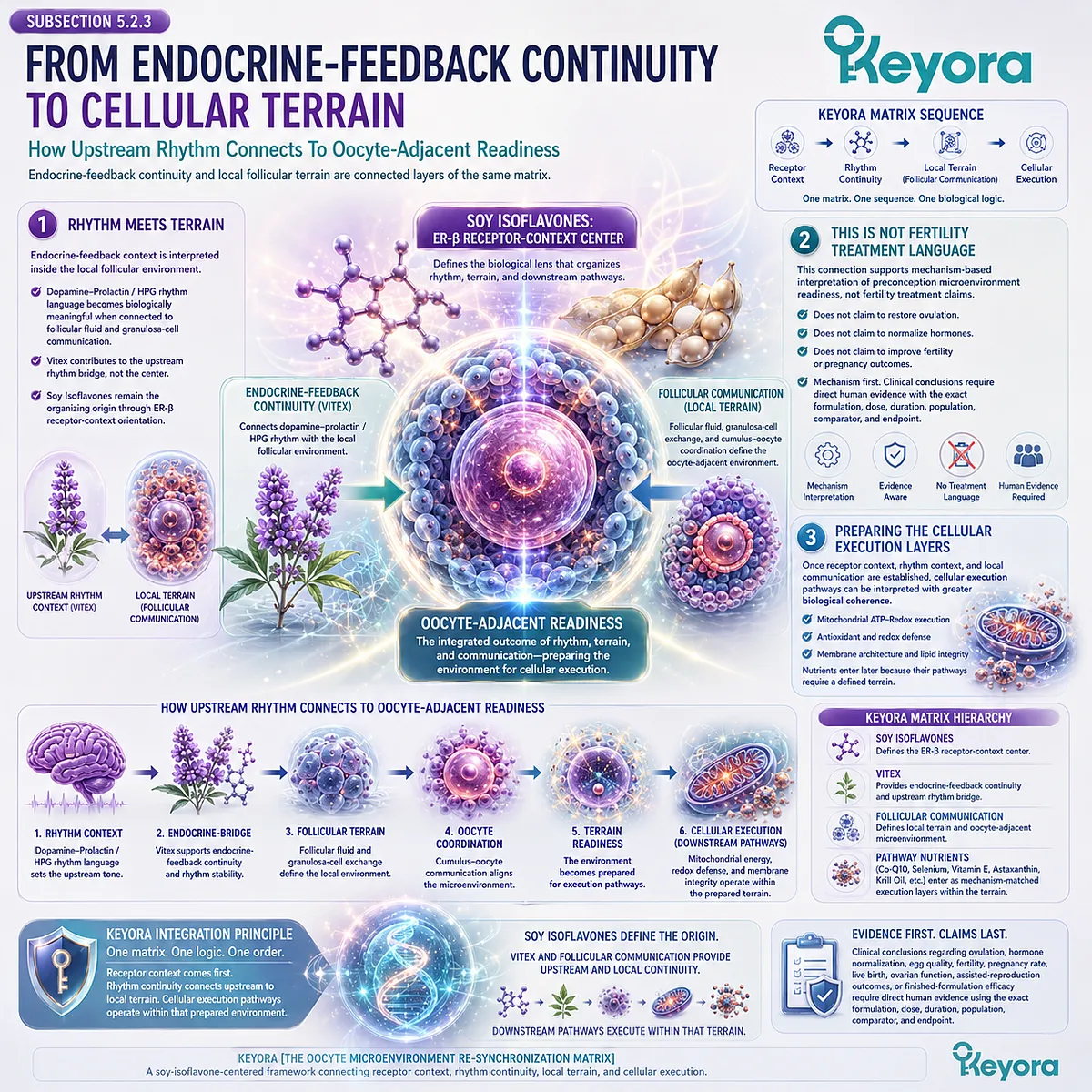 Preconception nutrition and fertility wellness connected through HPG rhythm signaling, follicular communication, ovarian microenvironment readiness, and ER-β guidance in the Keyora Oocyte Microenvironment Re-Synchronization Matrix. Preconception nutrition and fertility wellness connected through HPG rhythm signaling, follicular communication, ovarian microenvironment readiness, and ER-β guidance in the Keyora Oocyte Microenvironment Re-Synchronization Matrix.