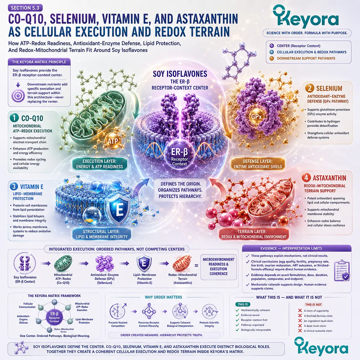 Mitochondrial support and fertility wellness mapped through Co-Q10 ATP production, antioxidant defense, lipid protection, ER-β signaling, and the Keyora Oocyte Microenvironment Re-Synchronization Matrix. Mitochondrial support and fertility wellness mapped through Co-Q10 ATP production, antioxidant defense, lipid protection, ER-β signaling, and the Keyora Oocyte Microenvironment Re-Synchronization Matrix.