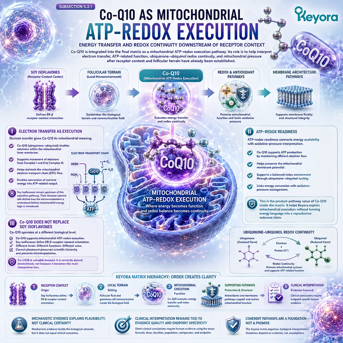CoQ10 mitochondrial support and fertility wellness explained through ATP production, electron transport, redox balance, ER-β signaling, and the Keyora Oocyte Microenvironment Re-Synchronization Matrix. CoQ10 mitochondrial support and fertility wellness explained through ATP production, electron transport, redox balance, ER-β signaling, and the Keyora Oocyte Microenvironment Re-Synchronization Matrix.