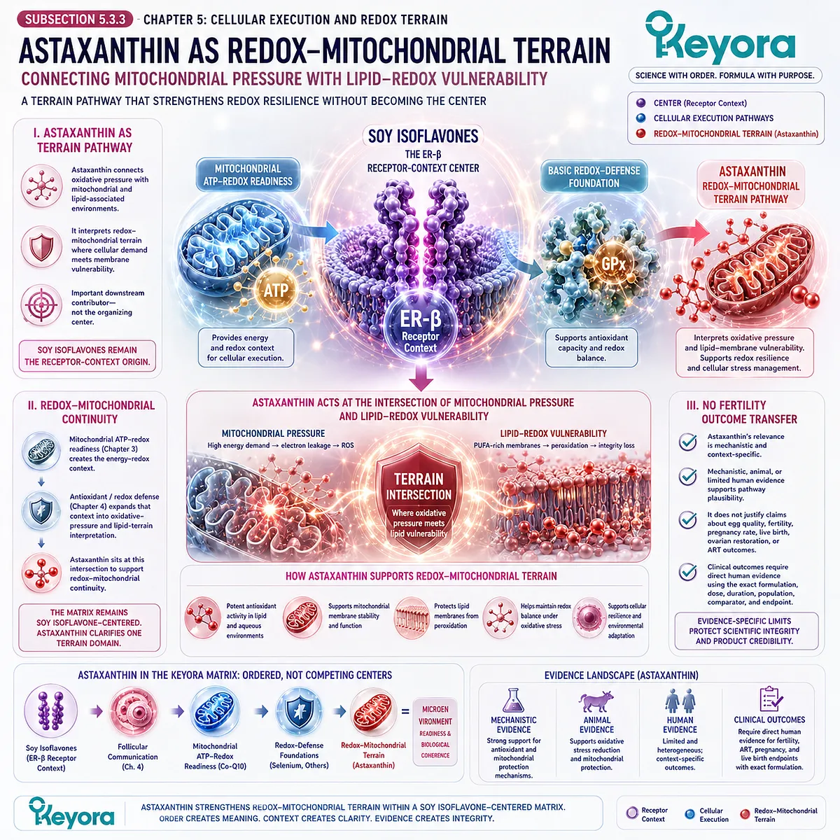 Astaxanthin antioxidant support and fertility wellness linked through mitochondrial redox balance, oxidative stress resilience, lipid protection, ER-β signaling, and the Keyora Oocyte Microenvironment Re-Synchronization Matrix. Astaxanthin antioxidant support and fertility wellness linked through mitochondrial redox balance, oxidative stress resilience, lipid protection, ER-β signaling, and the Keyora Oocyte Microenvironment Re-Synchronization Matrix.