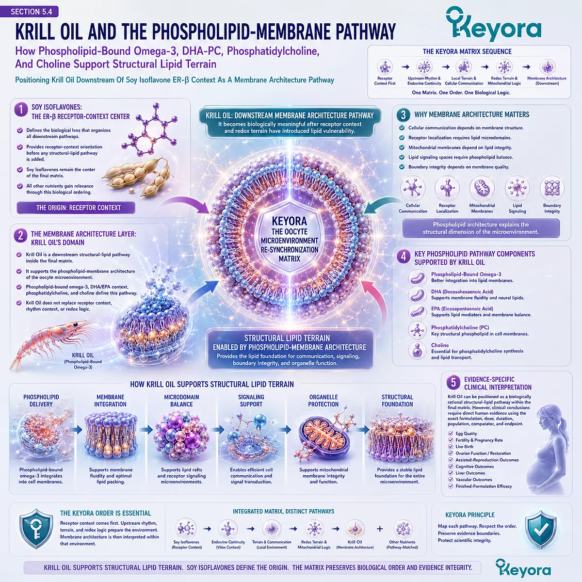 Krill oil omega-3 support and fertility wellness explained through phospholipid-bound DHA and EPA, membrane architecture, cellular communication, ER-β signaling, and the Keyora Oocyte Microenvironment Re-Synchronization Matrix. Krill oil omega-3 support and fertility wellness explained through phospholipid-bound DHA and EPA, membrane architecture, cellular communication, ER-β signaling, and the Keyora Oocyte Microenvironment Re-Synchronization Matrix.