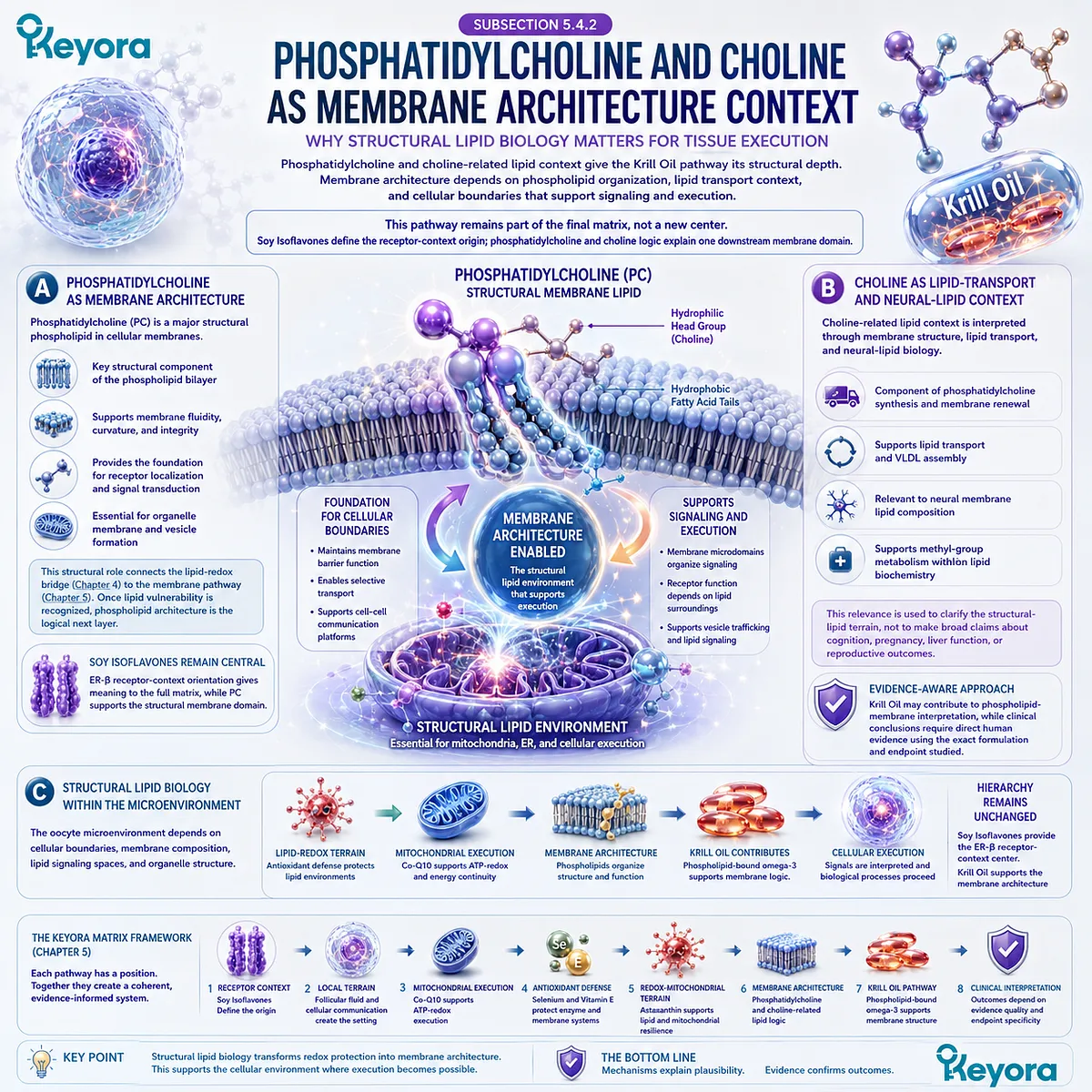 Phosphatidylcholine, choline, and fertility wellness connected through membrane architecture, cellular signaling, structural lipid biology, ER-β signaling, and the Keyora Phospholipid-Membrane Architecture Layer. Phosphatidylcholine, choline, and fertility wellness connected through membrane architecture, cellular signaling, structural lipid biology, ER-β signaling, and the Keyora Phospholipid-Membrane Architecture Layer.