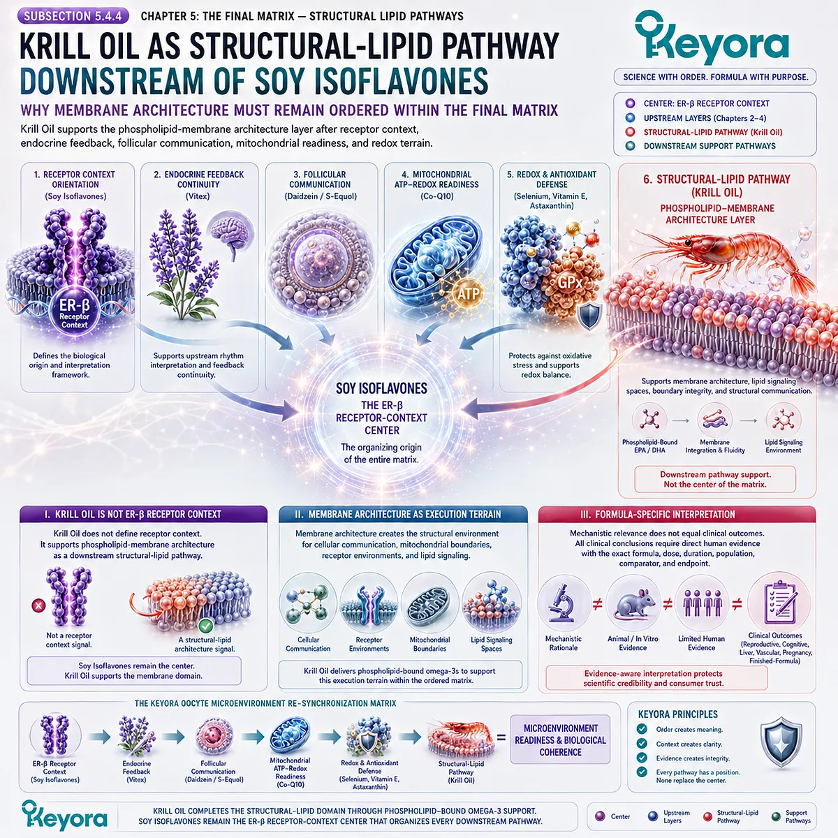Krill oil omega-3 phospholipids and membrane support linked to cellular communication, mitochondrial boundaries, structural lipid terrain, ER-β signaling, and the Keyora Phospholipid-Membrane Architecture Layer. Krill oil omega-3 phospholipids and membrane support linked to cellular communication, mitochondrial boundaries, structural lipid terrain, ER-β signaling, and the Keyora Phospholipid-Membrane Architecture Layer.