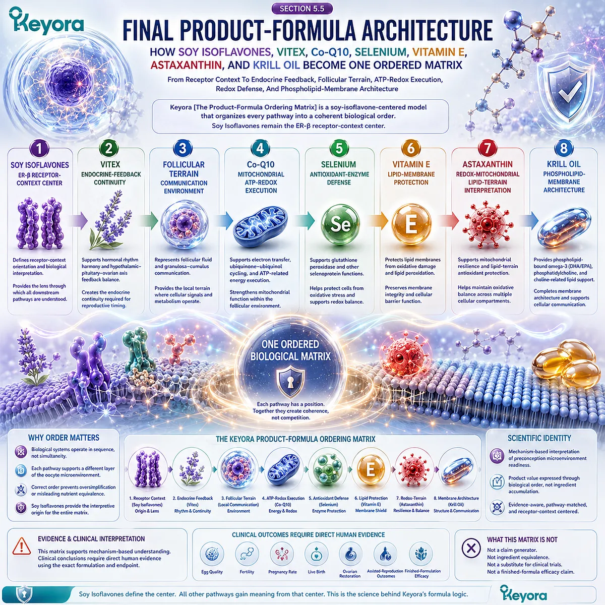Preconception nutrition and fertility wellness organized through ER-β signaling, endocrine balance, mitochondrial support, antioxidant defense, membrane architecture, and the Keyora Product-Formula Ordering Matrix. Preconception nutrition and fertility wellness organized through ER-β signaling, endocrine balance, mitochondrial support, antioxidant defense, membrane architecture, and the Keyora Product-Formula Ordering Matrix.
