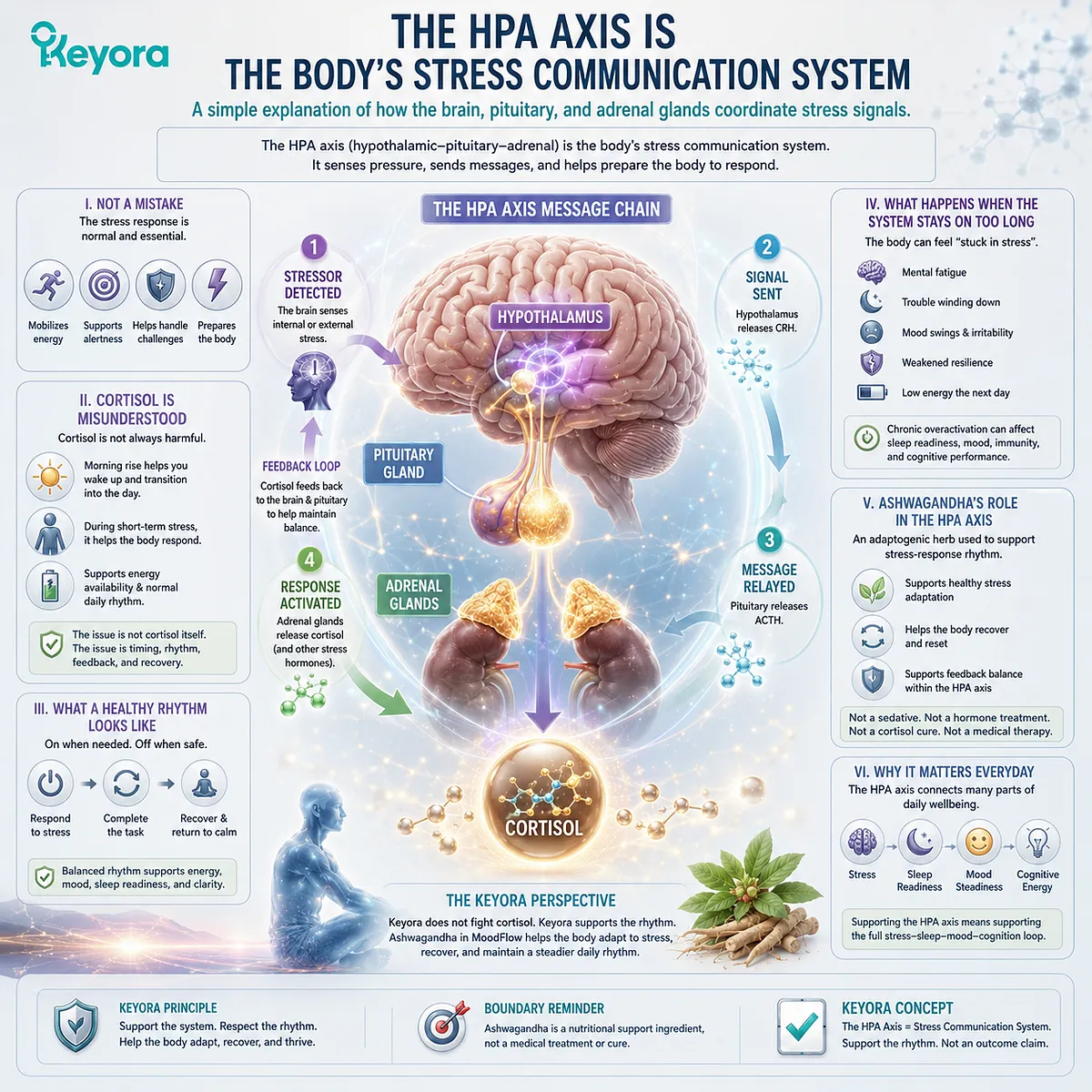 Ashwagandha supports stress resilience through HPA-axis communication, cortisol rhythm, and recovery readiness, linking stress adaptation with sleep readiness and mood balance in the Keyora MoodFlow Matrix. Ashwagandha supports stress resilience through HPA-axis communication, cortisol rhythm, and recovery readiness, linking stress adaptation with sleep readiness and mood balance in the Keyora MoodFlow Matrix.