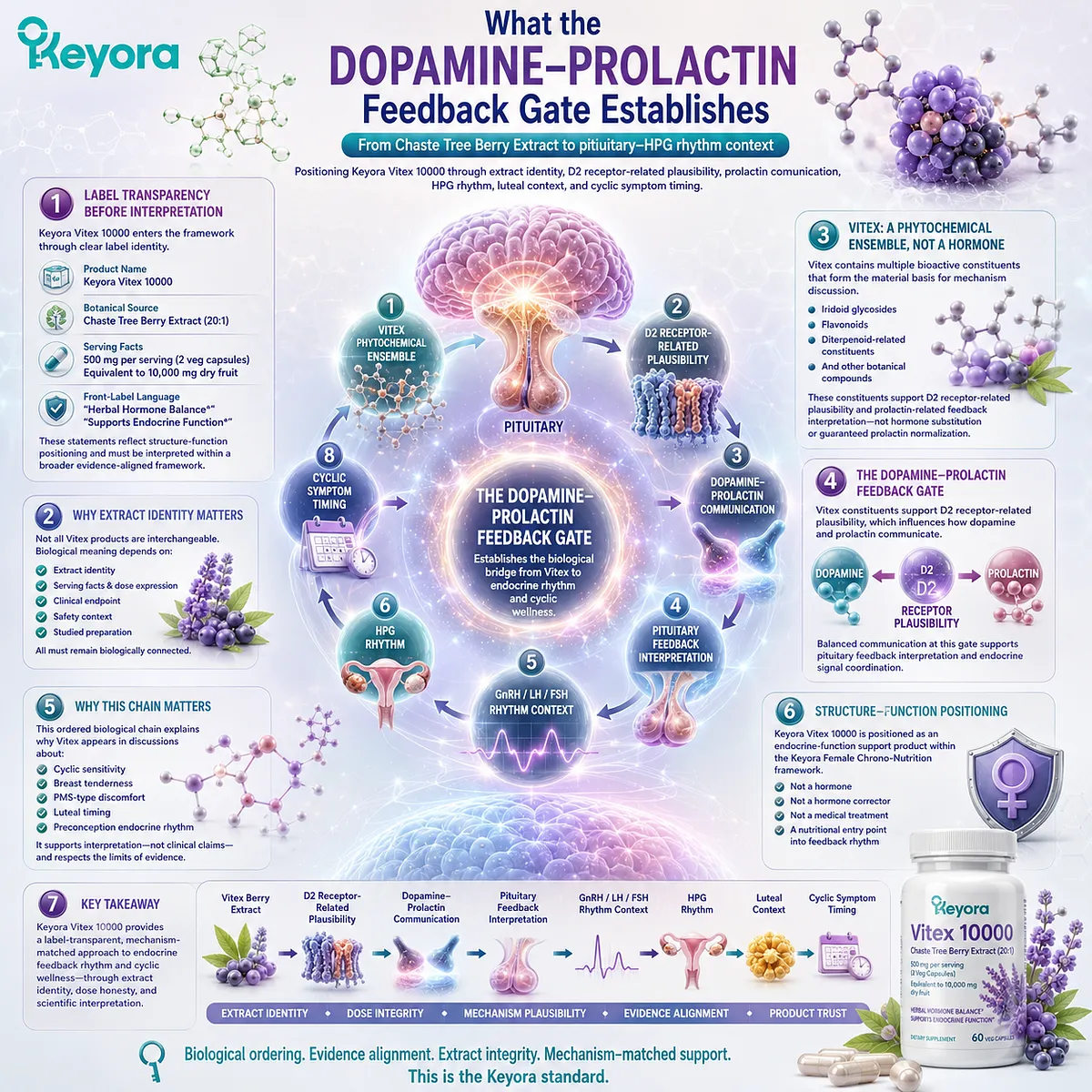 Vitex endocrine support mapped through dopamine-prolactin communication, D2 receptor-related plausibility, pituitary feedback, and HPG rhythm timing, illustrating the Keyora Dopamine-Prolactin Feedback Gate framework. Vitex endocrine support mapped through dopamine-prolactin communication, D2 receptor-related plausibility, pituitary feedback, and HPG rhythm timing, illustrating the Keyora Dopamine-Prolactin Feedback Gate framework.
