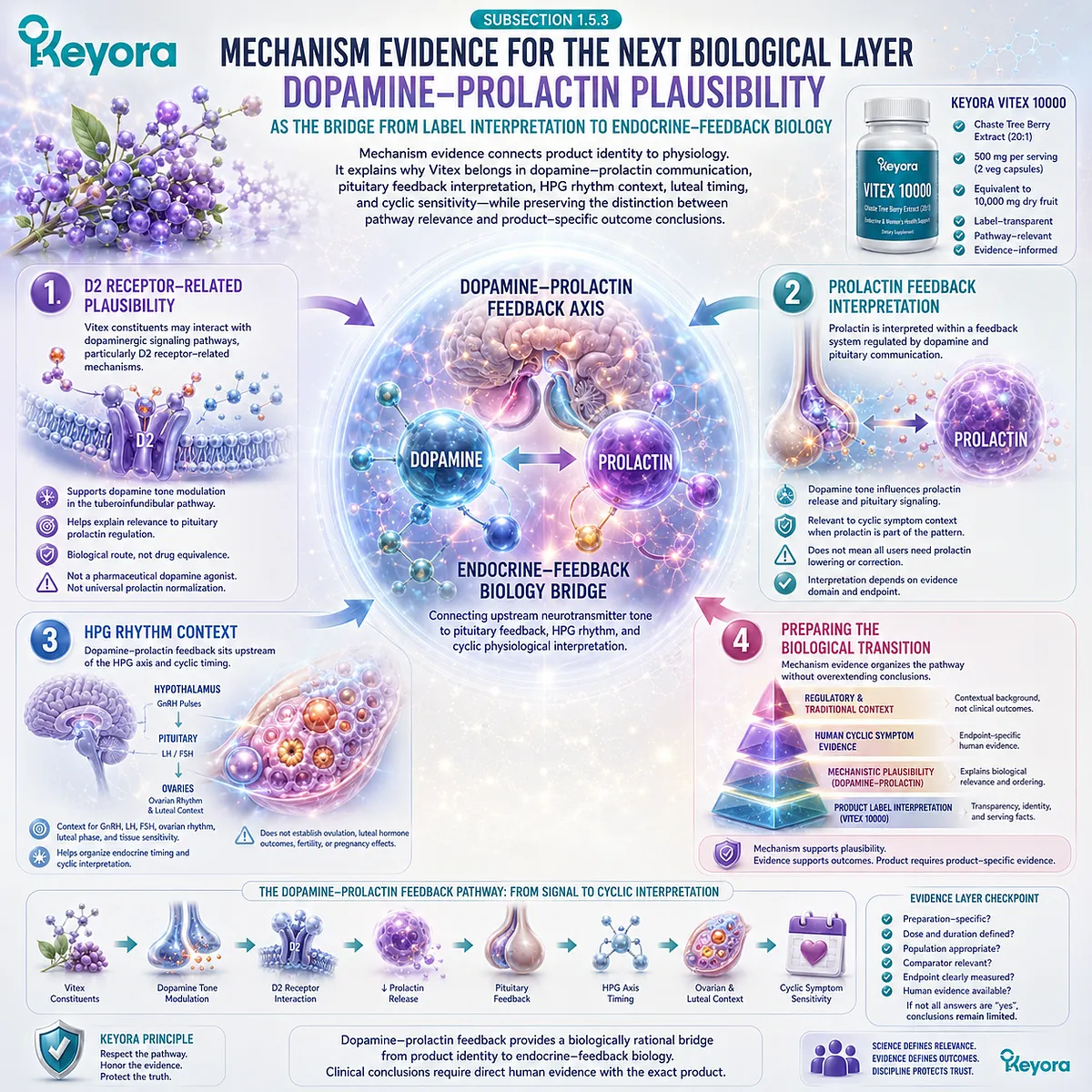 Vitex female rhythm support is linked to dopamine-prolactin feedback, D2 receptor plausibility, pituitary signaling, and HPG rhythm interpretation within the Keyora endocrine-feedback framework. Vitex female rhythm support is linked to dopamine-prolactin feedback, D2 receptor plausibility, pituitary signaling, and HPG rhythm interpretation within the Keyora endocrine-feedback framework.