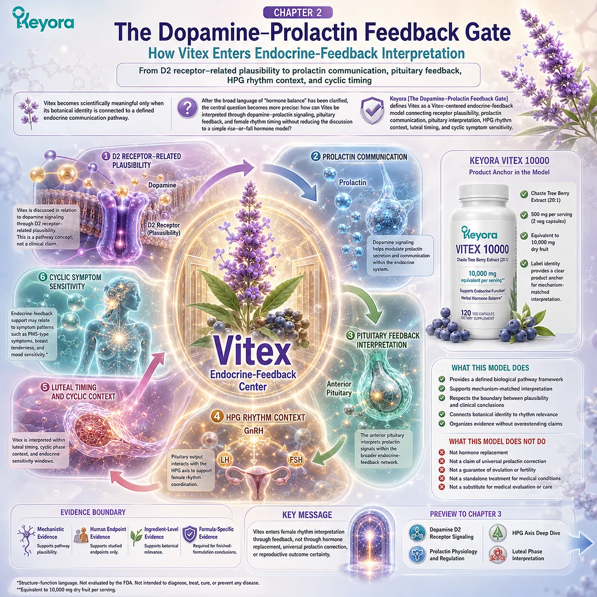 Vitex endocrine feedback support map linking dopamine-prolactin communication, D2 receptor-related plausibility, pituitary signaling, HPG rhythm timing, and luteal-cycle sensitivity through the Keyora Dopamine-Prolactin Feedback Gate. Vitex endocrine feedback support map linking dopamine-prolactin communication, D2 receptor-related plausibility, pituitary signaling, HPG rhythm timing, and luteal-cycle sensitivity through the Keyora Dopamine-Prolactin Feedback Gate.