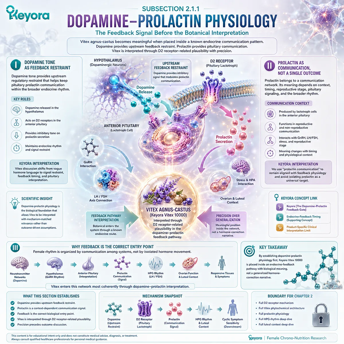 Vitex endocrine feedback model illustrating dopamine tone as prolactin restraint, pituitary lactotroph communication, reproductive rhythm timing, and HPG coordination through the Keyora Dopamine-Prolactin Feedback Gate. Vitex endocrine feedback model illustrating dopamine tone as prolactin restraint, pituitary lactotroph communication, reproductive rhythm timing, and HPG coordination through the Keyora Dopamine-Prolactin Feedback Gate.
