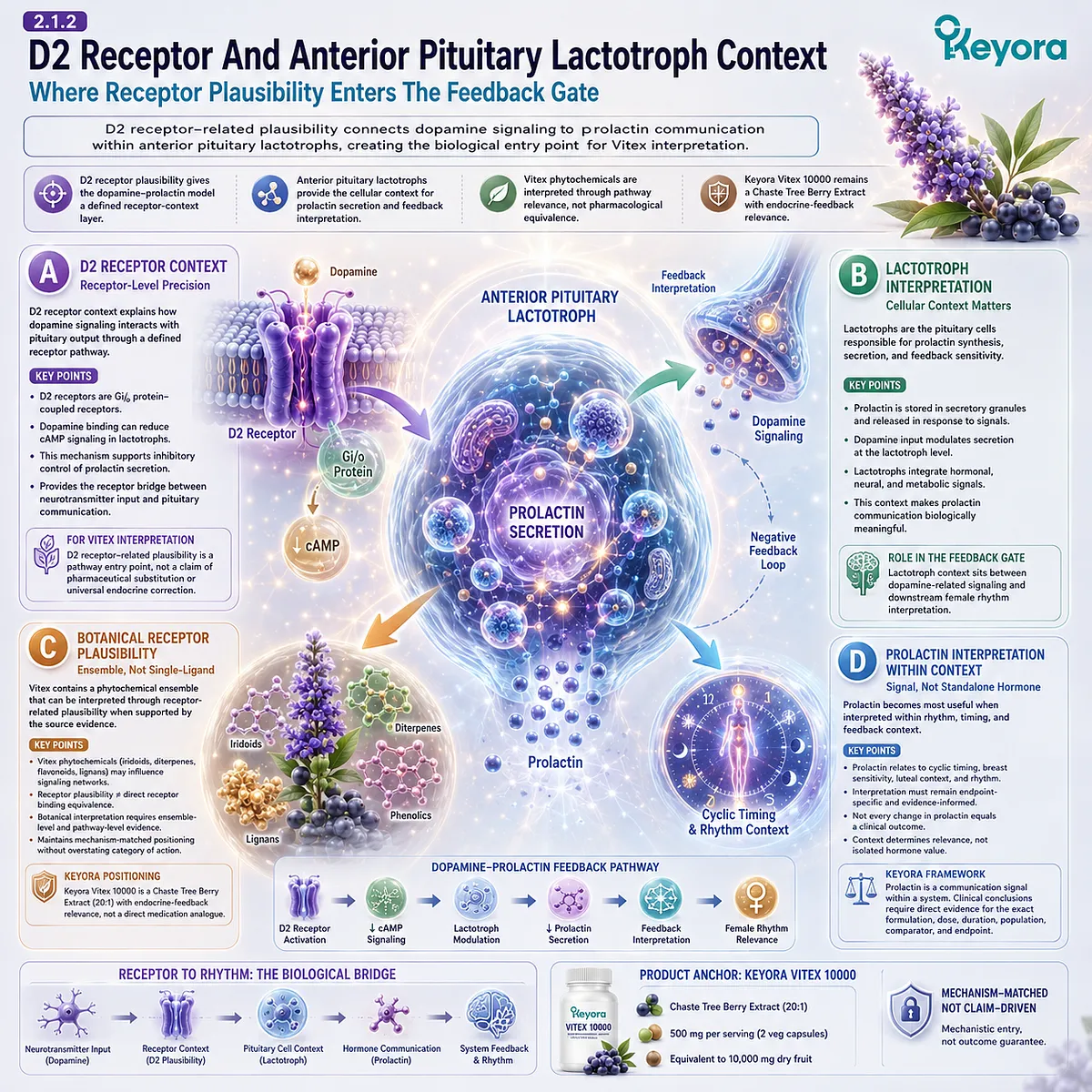 Vitex endocrine feedback pathway linking D2 receptor-related plausibility, anterior pituitary lactotroph signaling, prolactin communication, and female rhythm timing within the Keyora Dopamine-Prolactin Feedback Gate. Vitex endocrine feedback pathway linking D2 receptor-related plausibility, anterior pituitary lactotroph signaling, prolactin communication, and female rhythm timing within the Keyora Dopamine-Prolactin Feedback Gate.