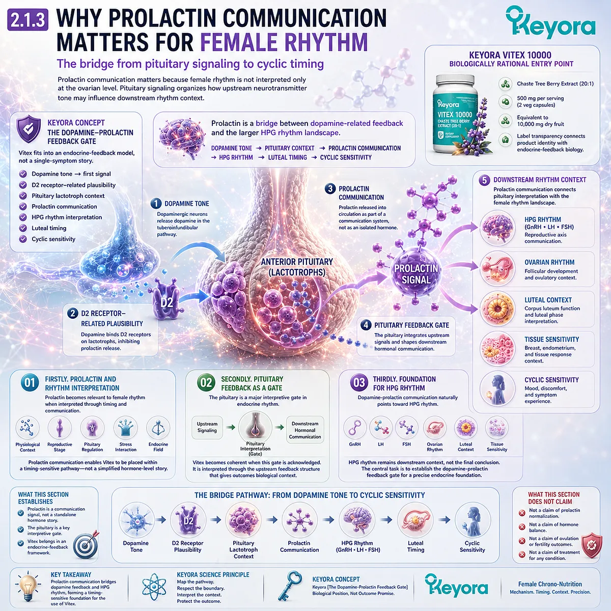 Vitex female rhythm support pathway showing prolactin communication as a bridge between pituitary feedback, dopamine signaling, HPG rhythm coordination, luteal timing, and cyclic sensitivity within the Keyora Dopamine-Prolactin Feedback Gate. Vitex female rhythm support pathway showing prolactin communication as a bridge between pituitary feedback, dopamine signaling, HPG rhythm coordination, luteal timing, and cyclic sensitivity within the Keyora Dopamine-Prolactin Feedback Gate.