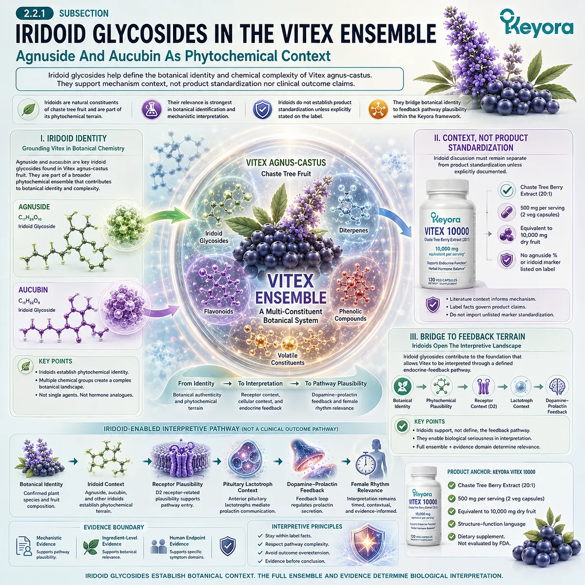 Vitex botanical identity framework highlighting iridoid glycosides, agnuside, aucubin, phytochemical complexity, receptor-related plausibility, and endocrine feedback interpretation within the Keyora Female Chrono-Nutrition model. Vitex botanical identity framework highlighting iridoid glycosides, agnuside, aucubin, phytochemical complexity, receptor-related plausibility, and endocrine feedback interpretation within the Keyora Female Chrono-Nutrition model.