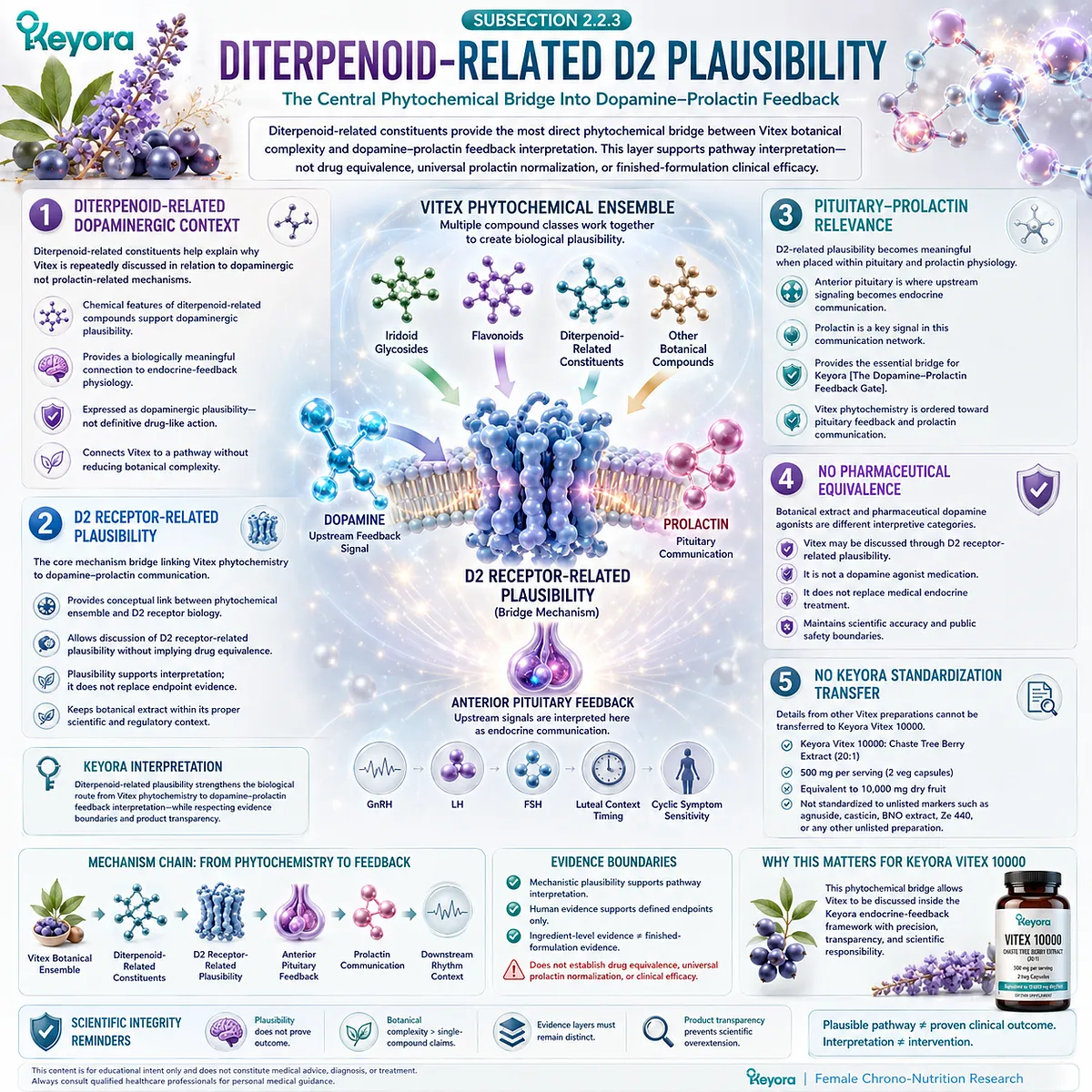Vitex dopamine-prolactin feedback pathway highlighting diterpenoid-related D2 receptor plausibility, pituitary prolactin communication, endocrine rhythm interpretation, and the Keyora Dopamine-Prolactin Feedback Gate. Vitex dopamine-prolactin feedback pathway highlighting diterpenoid-related D2 receptor plausibility, pituitary prolactin communication, endocrine rhythm interpretation, and the Keyora Dopamine-Prolactin Feedback Gate.
