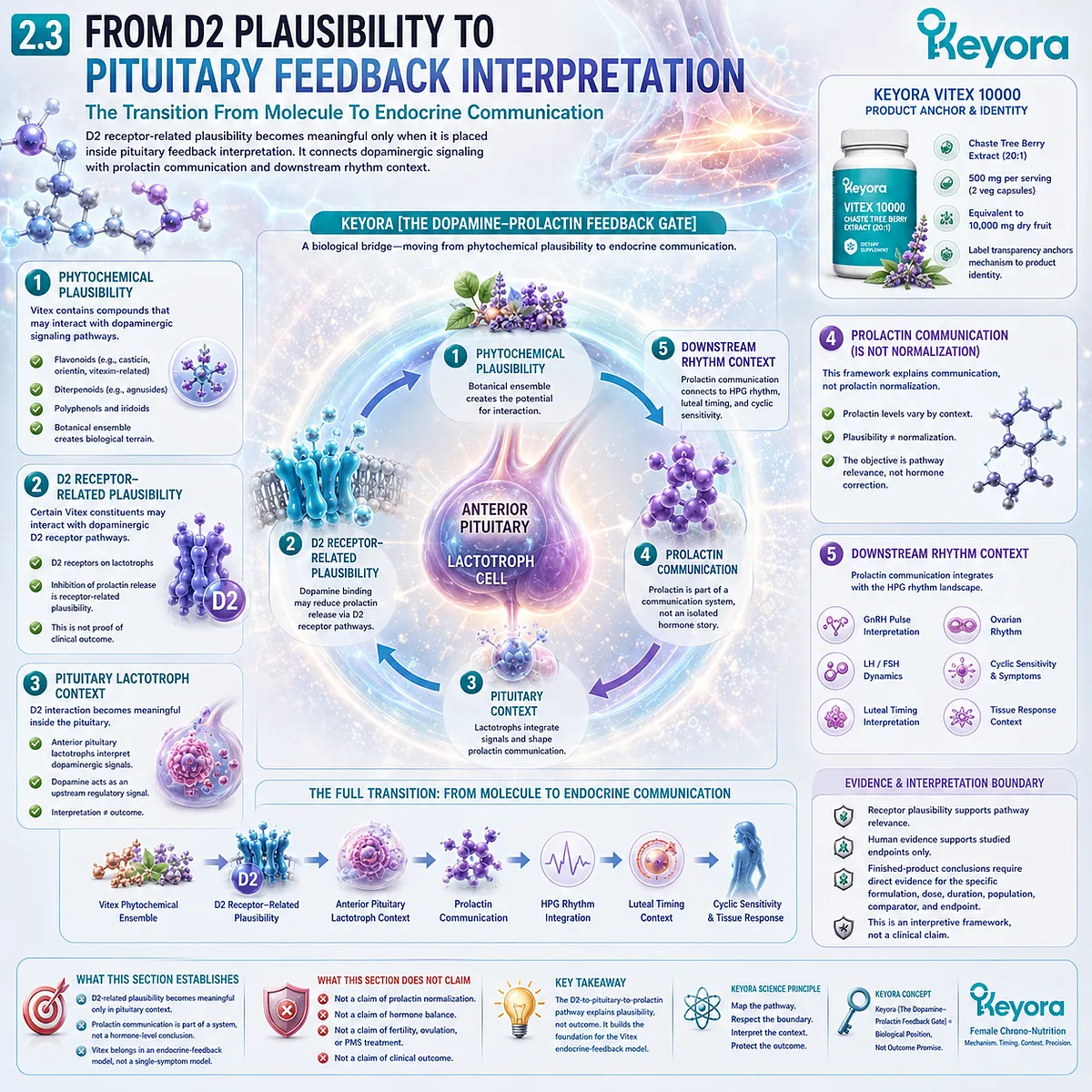 Vitex endocrine communication model linking D2 receptor-related plausibility, pituitary lactotroph feedback, prolactin communication, and HPG rhythm interpretation through the Keyora Dopamine-Prolactin Feedback Gate. Vitex endocrine communication model linking D2 receptor-related plausibility, pituitary lactotroph feedback, prolactin communication, and HPG rhythm interpretation through the Keyora Dopamine-Prolactin Feedback Gate.