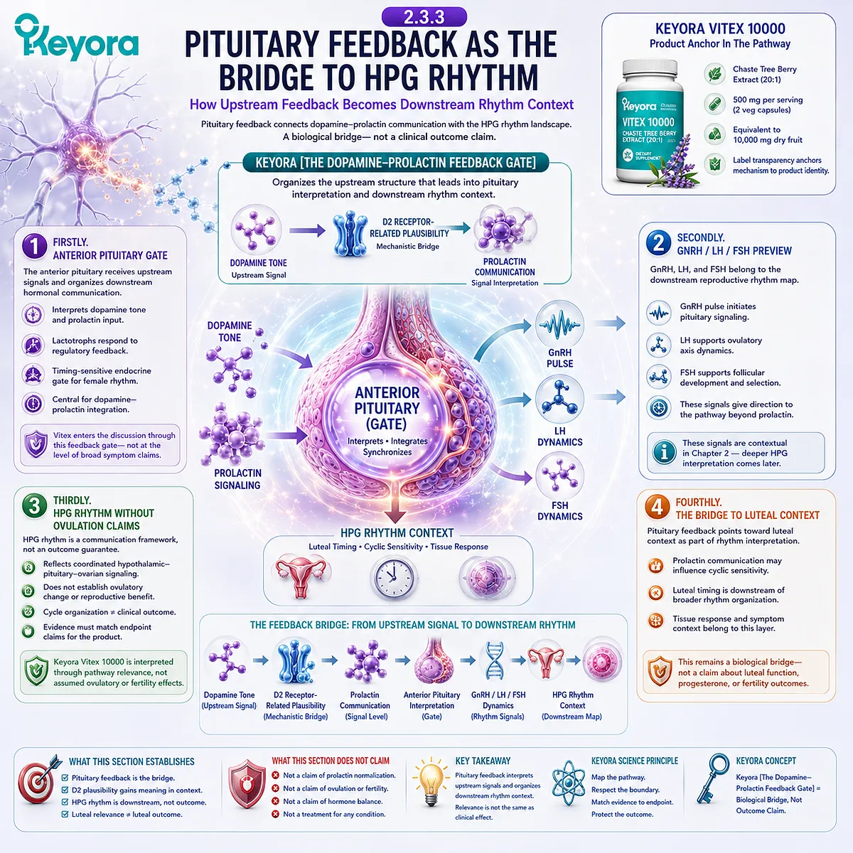 Vitex female rhythm framework linking pituitary feedback, dopamine-prolactin communication, GnRH-LH-FSH signaling, HPG rhythm coordination, and luteal timing through the Keyora Dopamine-Prolactin Feedback Gate. Vitex female rhythm framework linking pituitary feedback, dopamine-prolactin communication, GnRH-LH-FSH signaling, HPG rhythm coordination, and luteal timing through the Keyora Dopamine-Prolactin Feedback Gate.