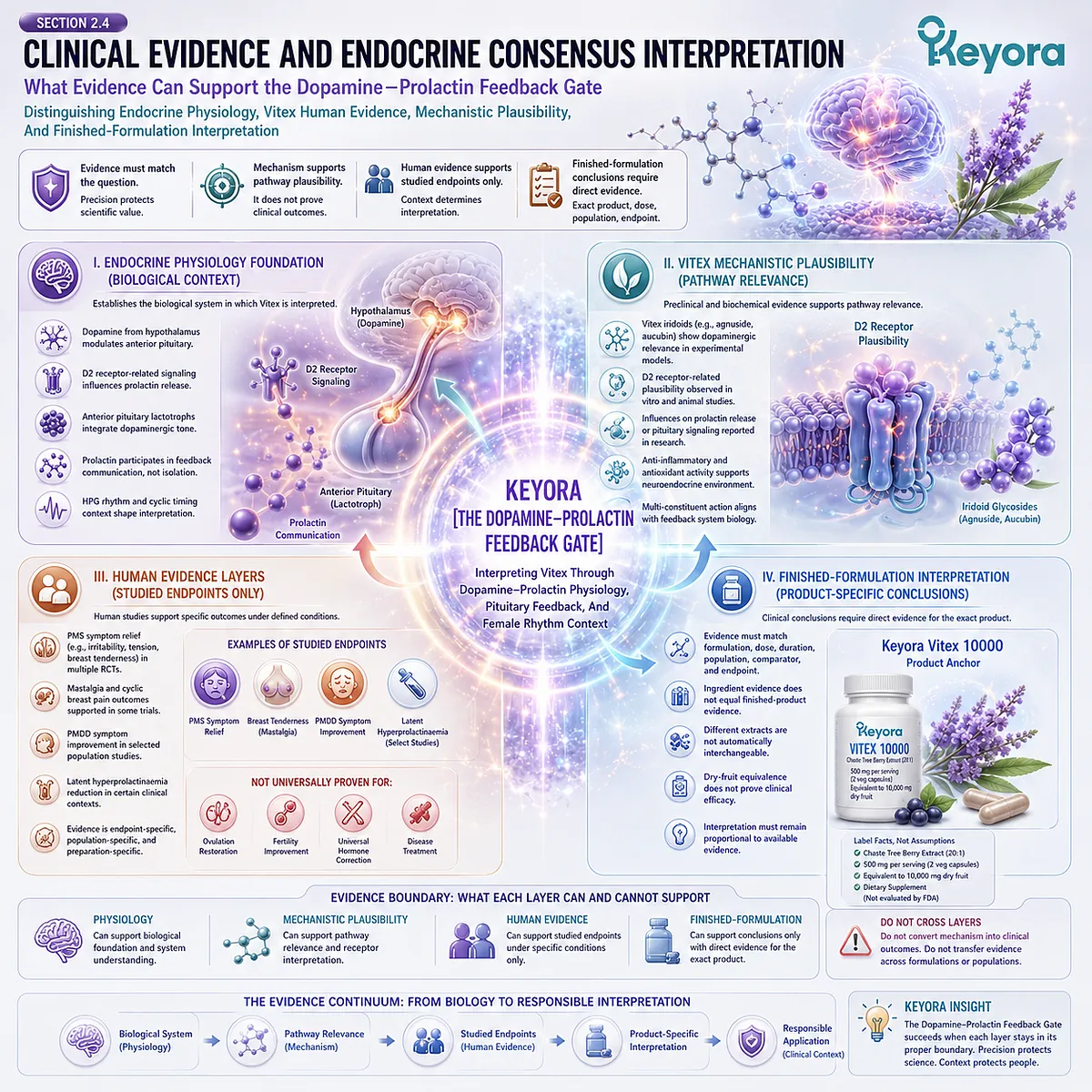 Vitex clinical evidence framework linking dopamine-prolactin feedback, D2 receptor-related plausibility, pituitary signaling, human evidence domains, and endocrine rhythm interpretation through the Keyora Dopamine-Prolactin Feedback Gate. Vitex clinical evidence framework linking dopamine-prolactin feedback, D2 receptor-related plausibility, pituitary signaling, human evidence domains, and endocrine rhythm interpretation through the Keyora Dopamine-Prolactin Feedback Gate.