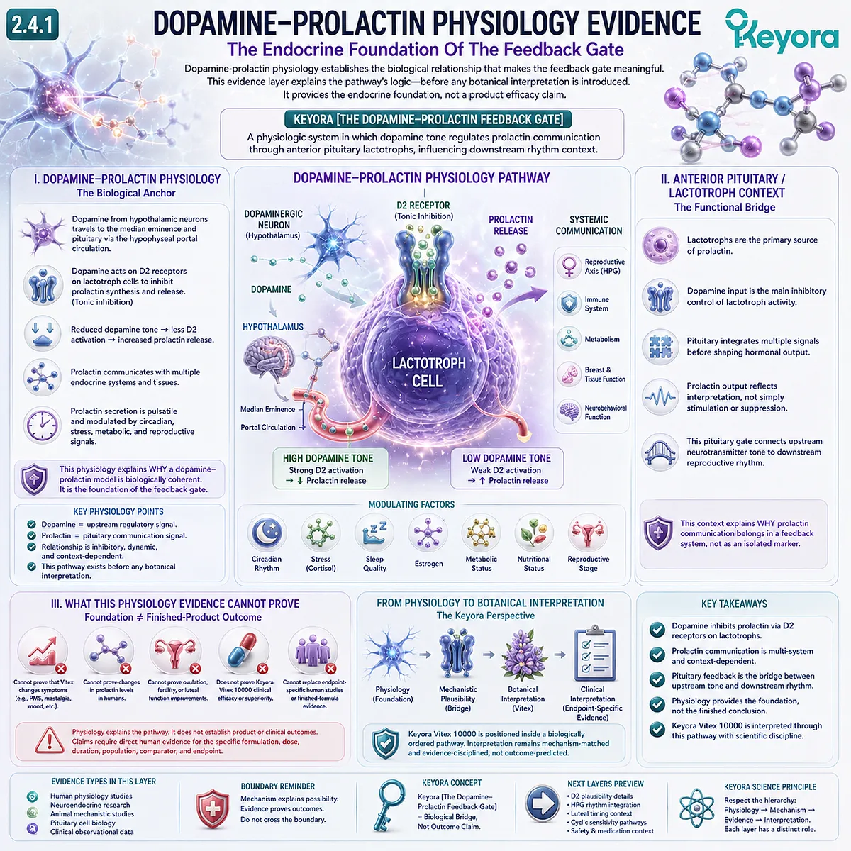 Vitex endocrine physiology framework illustrating dopamine-prolactin communication, anterior pituitary lactotroph signaling, feedback regulation, and female rhythm interpretation within the Keyora Dopamine-Prolactin Feedback Gate. Vitex endocrine physiology framework illustrating dopamine-prolactin communication, anterior pituitary lactotroph signaling, feedback regulation, and female rhythm interpretation within the Keyora Dopamine-Prolactin Feedback Gate.